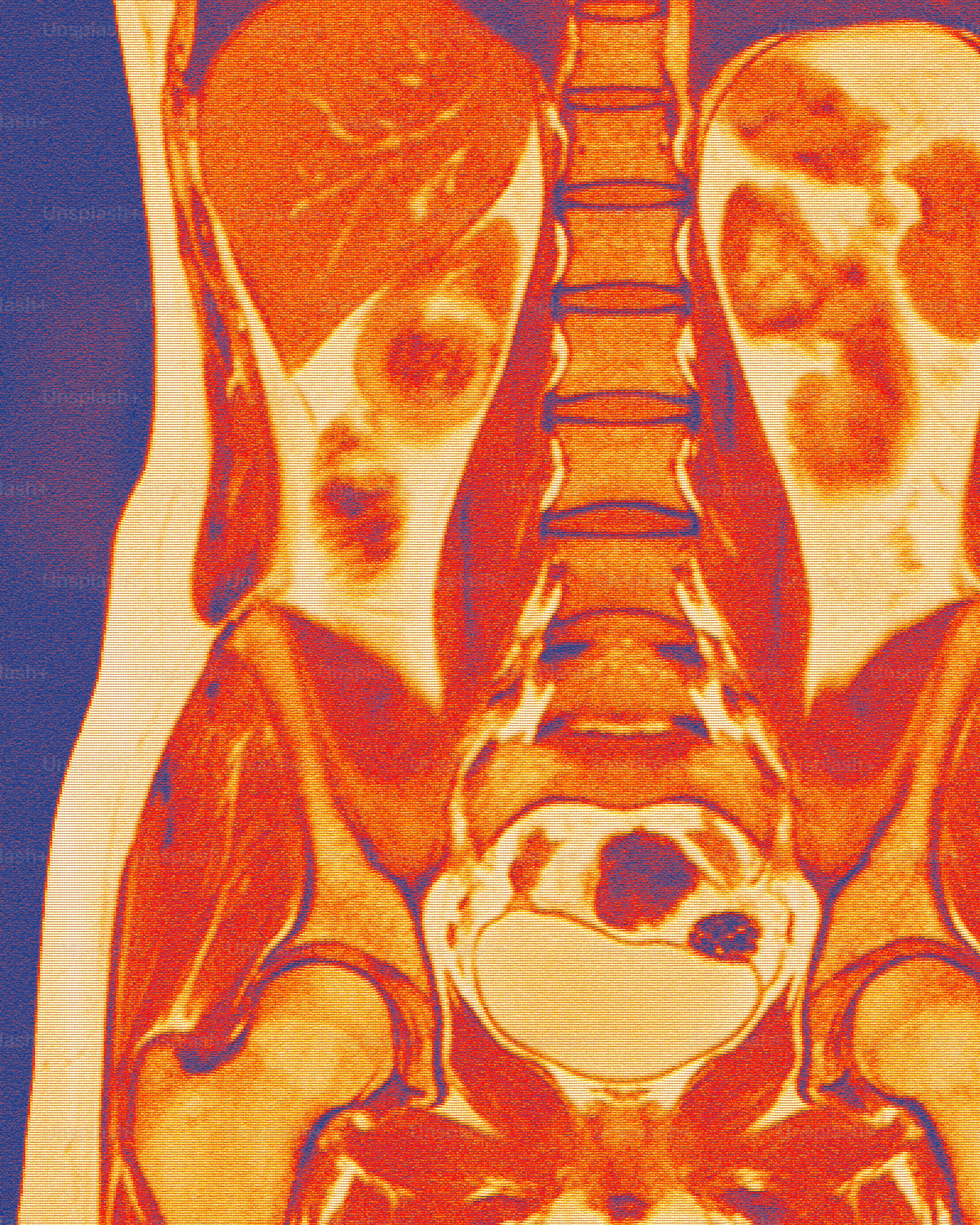 Detailed mri scan of human abdomen and pelvis.