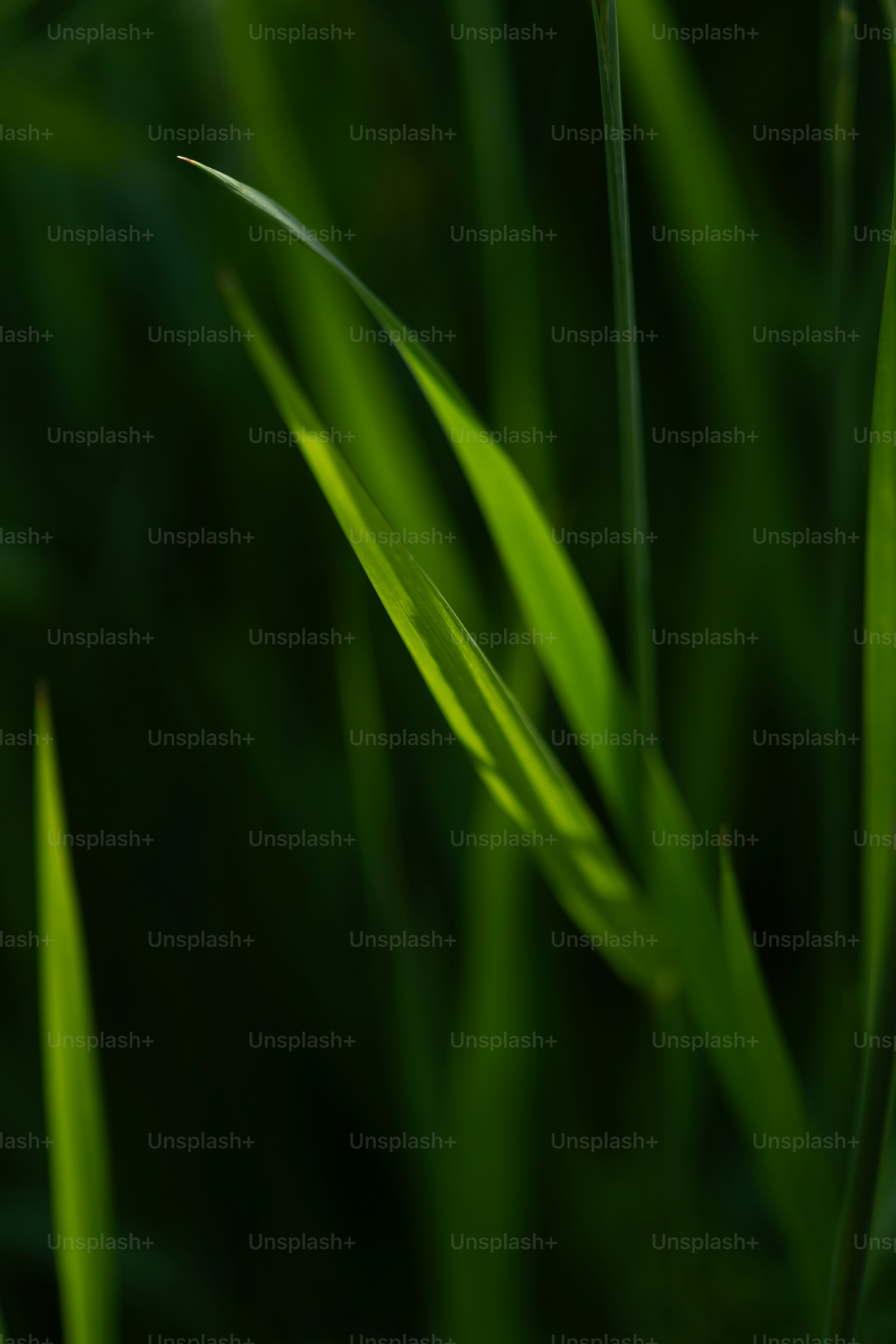 Close-up of green grass blades with sunlight creating bright highlights.