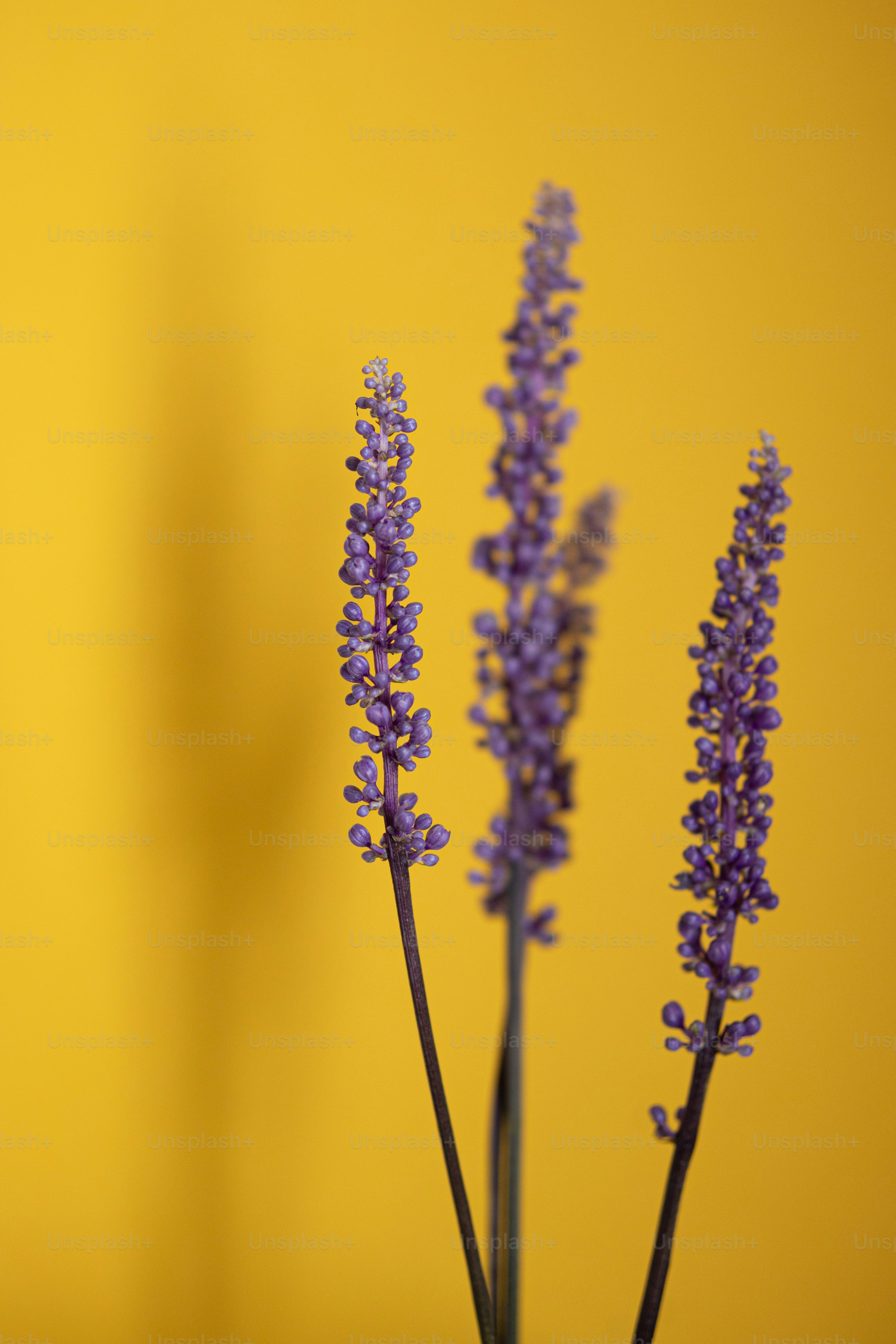 Three purple flower spikes against a solid yellow background.