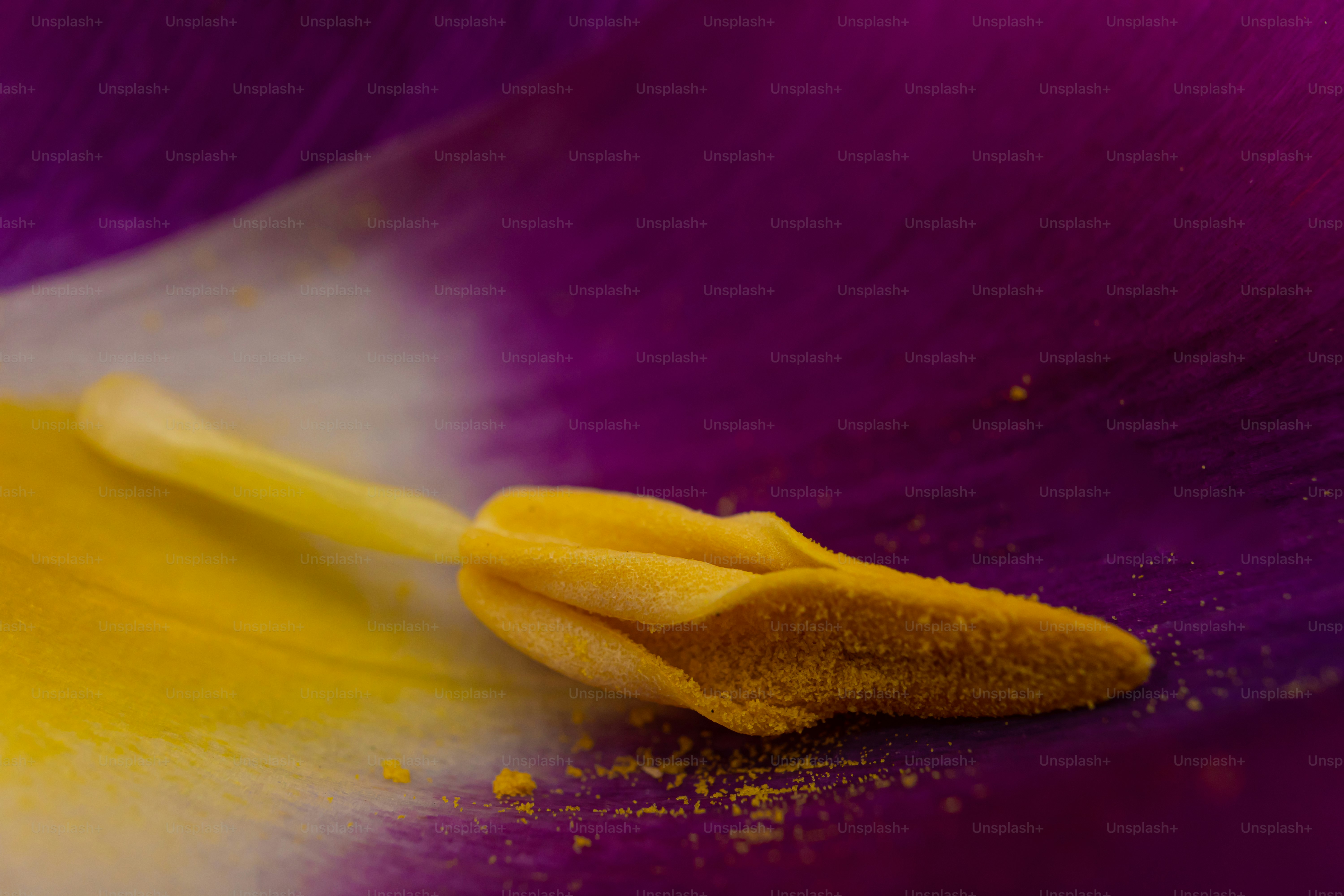 Purple flower's stamen covered in vibrant yellow pollen.
