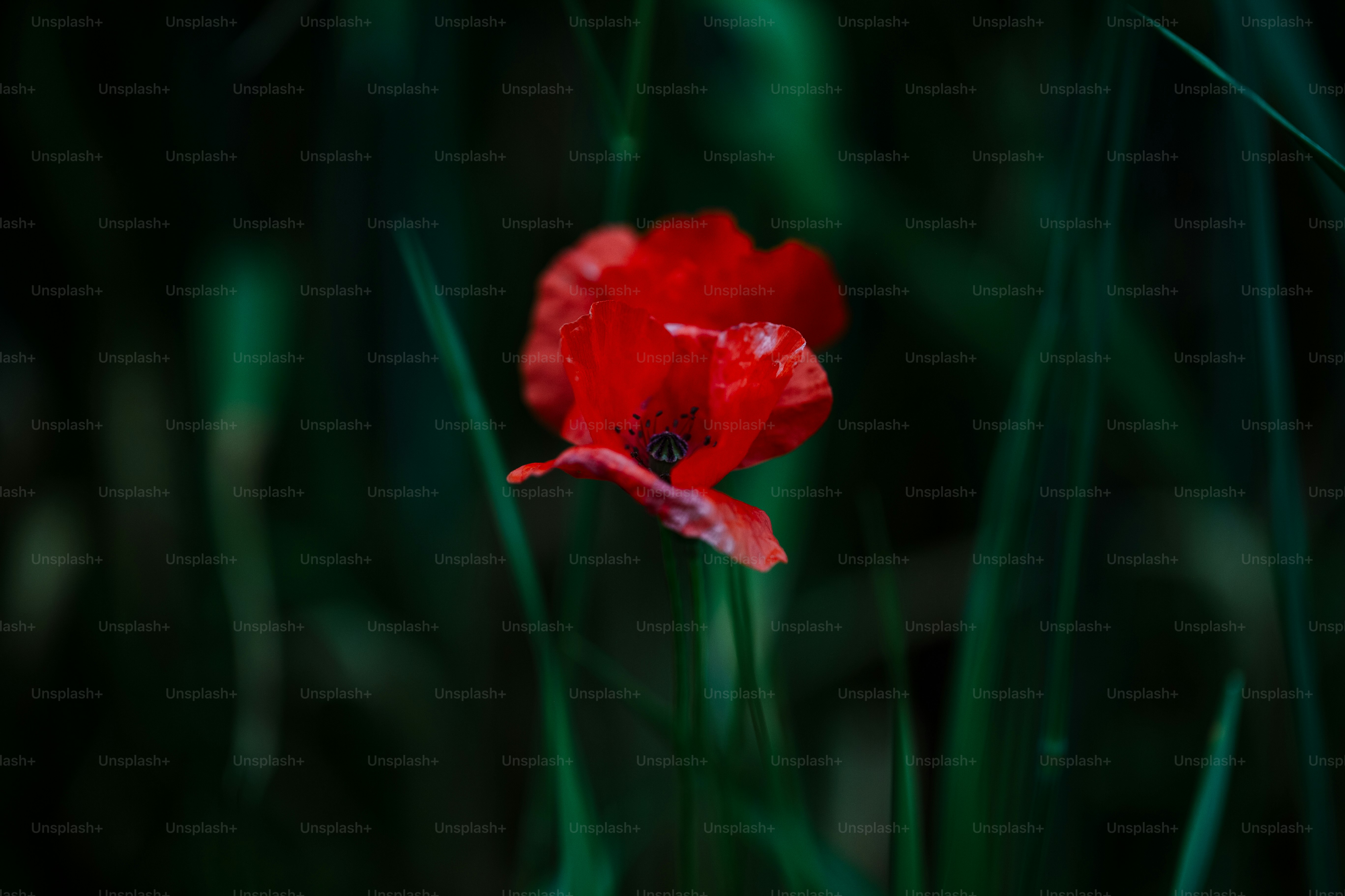 A vibrant red poppy flower blooms amongst dark green grass.