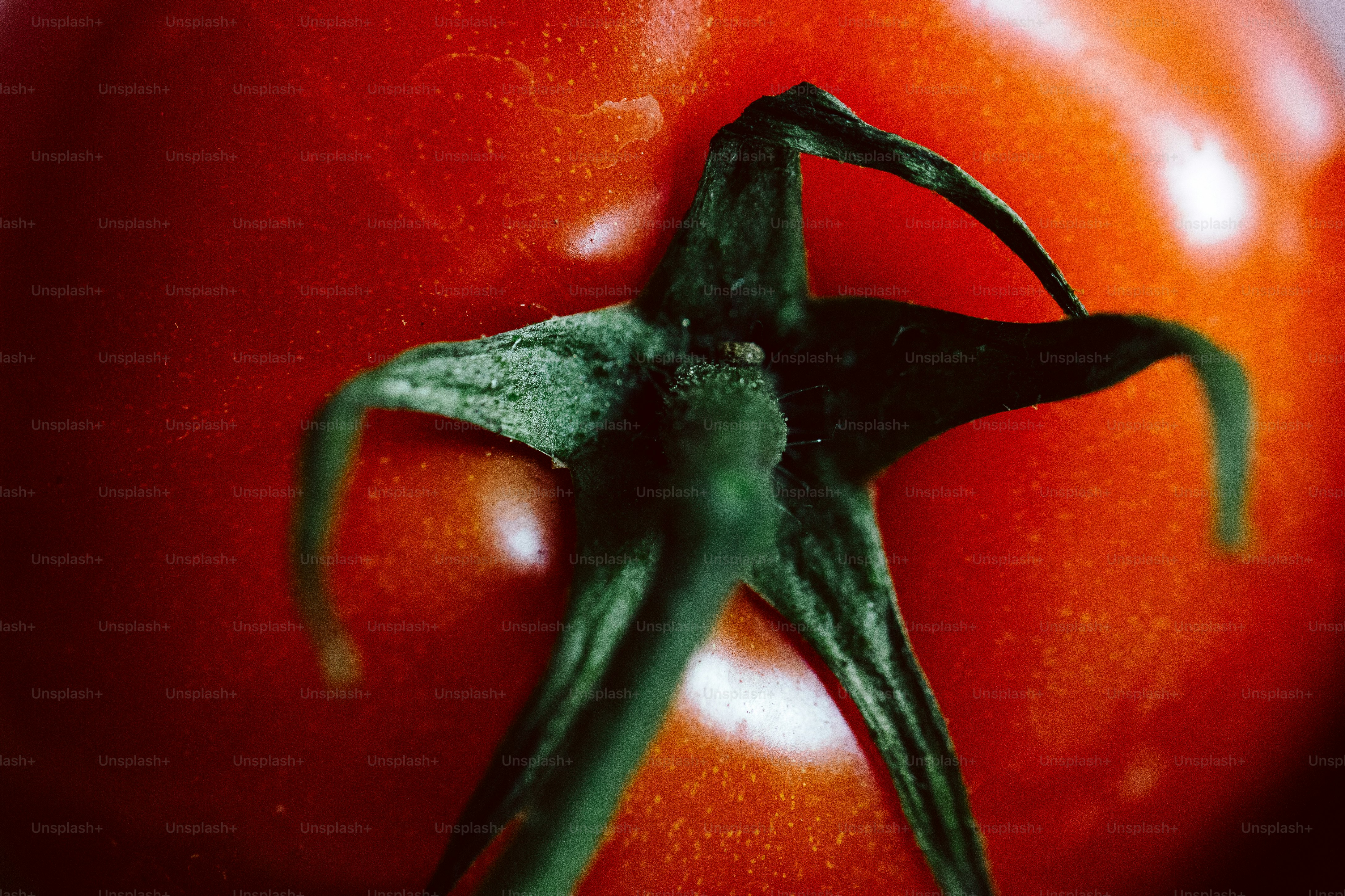 A close-up of a red tomato with its green stem.