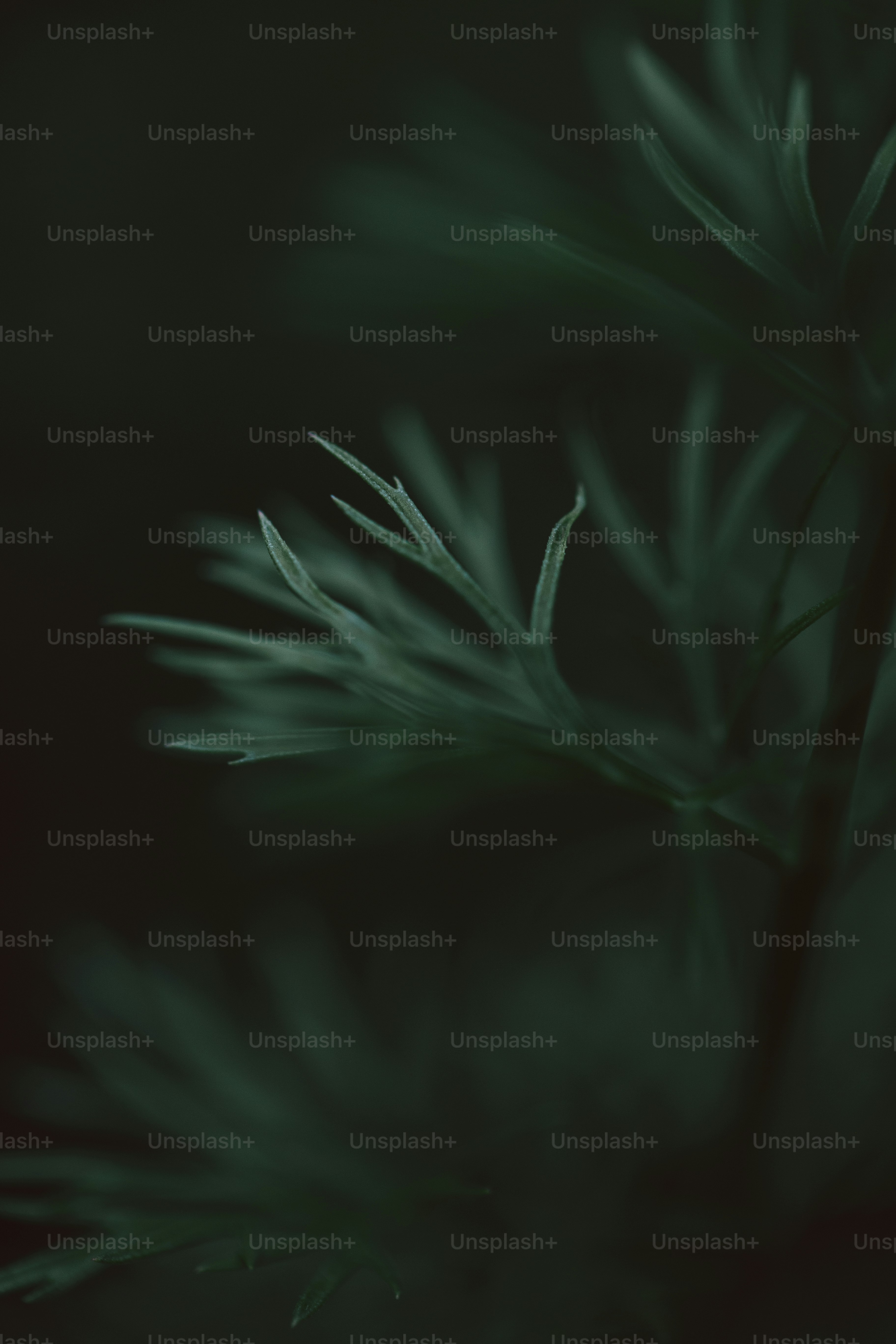 Dark green plant leaves with a blurred background.