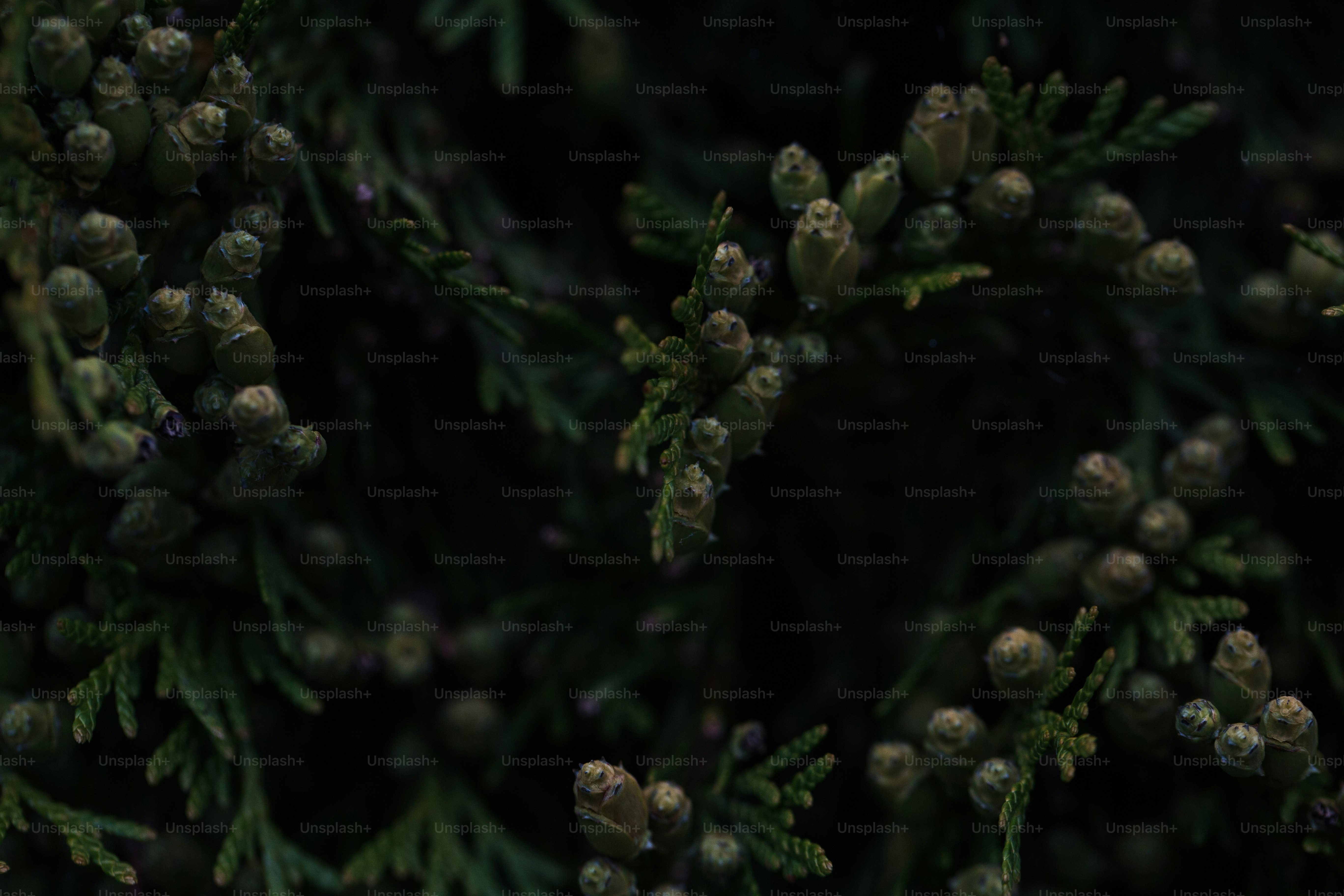 Dark green conifer branches with many small cones.