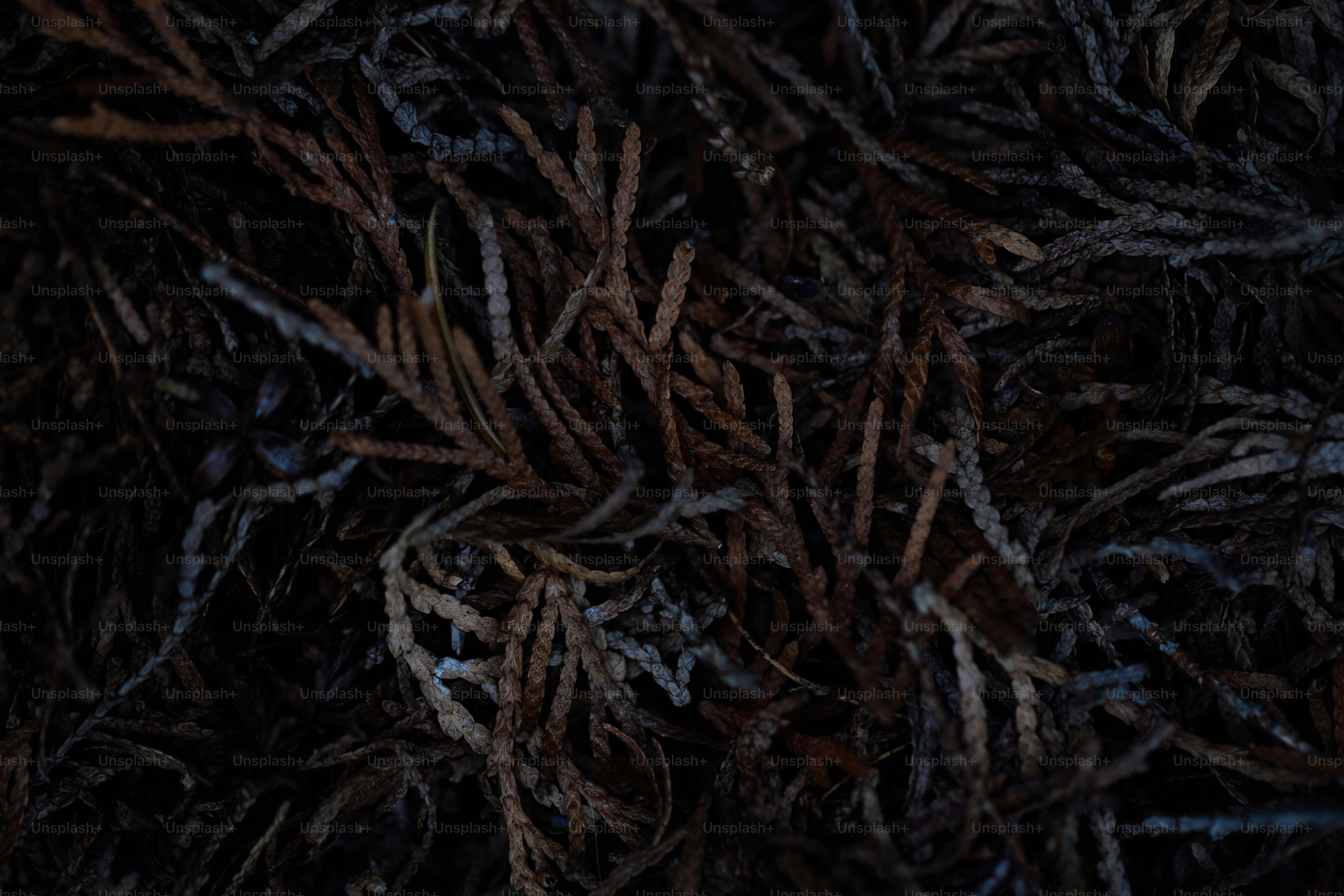 Textured dark brown and white dried plant matter.