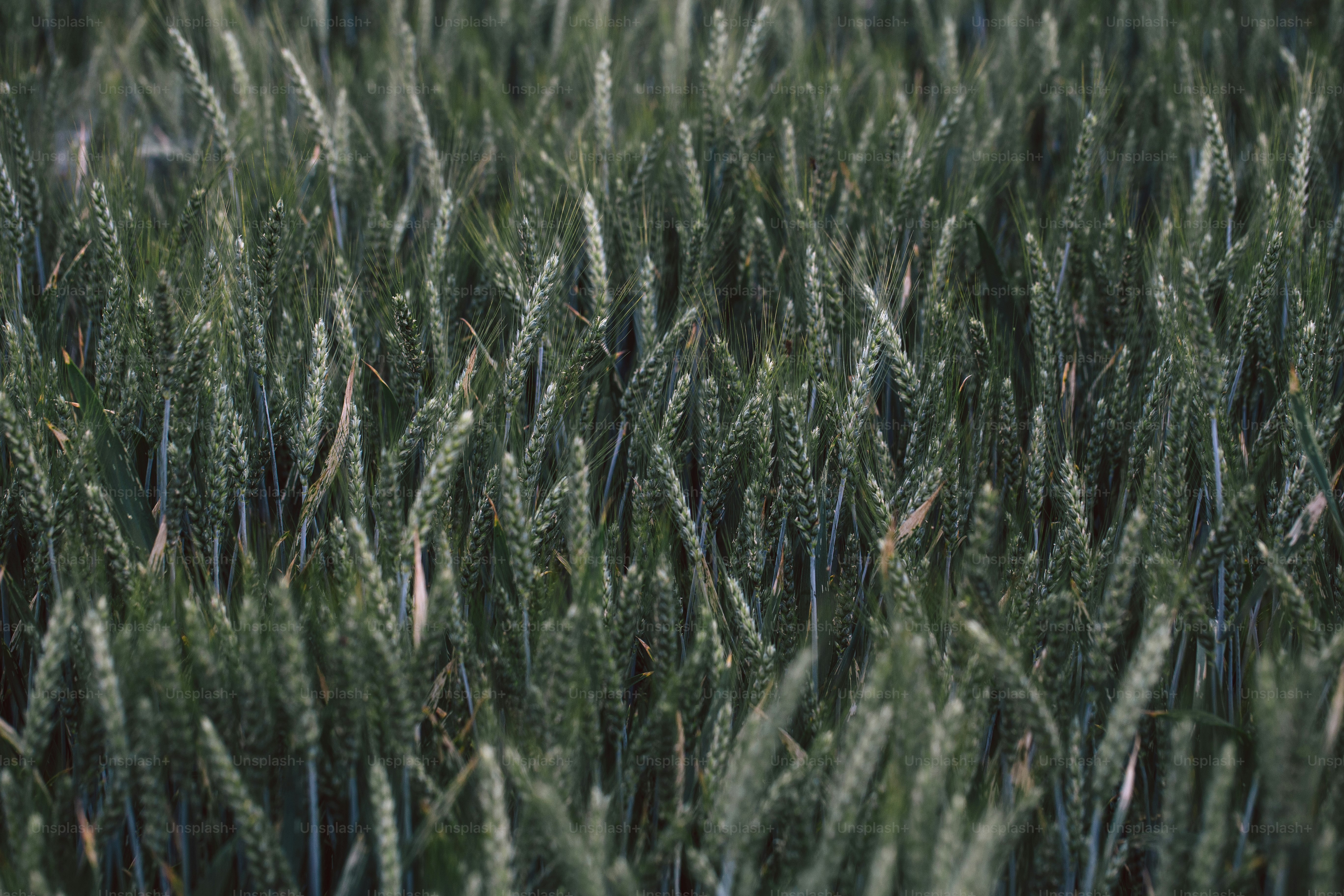 A dense field of green wheat stalks.