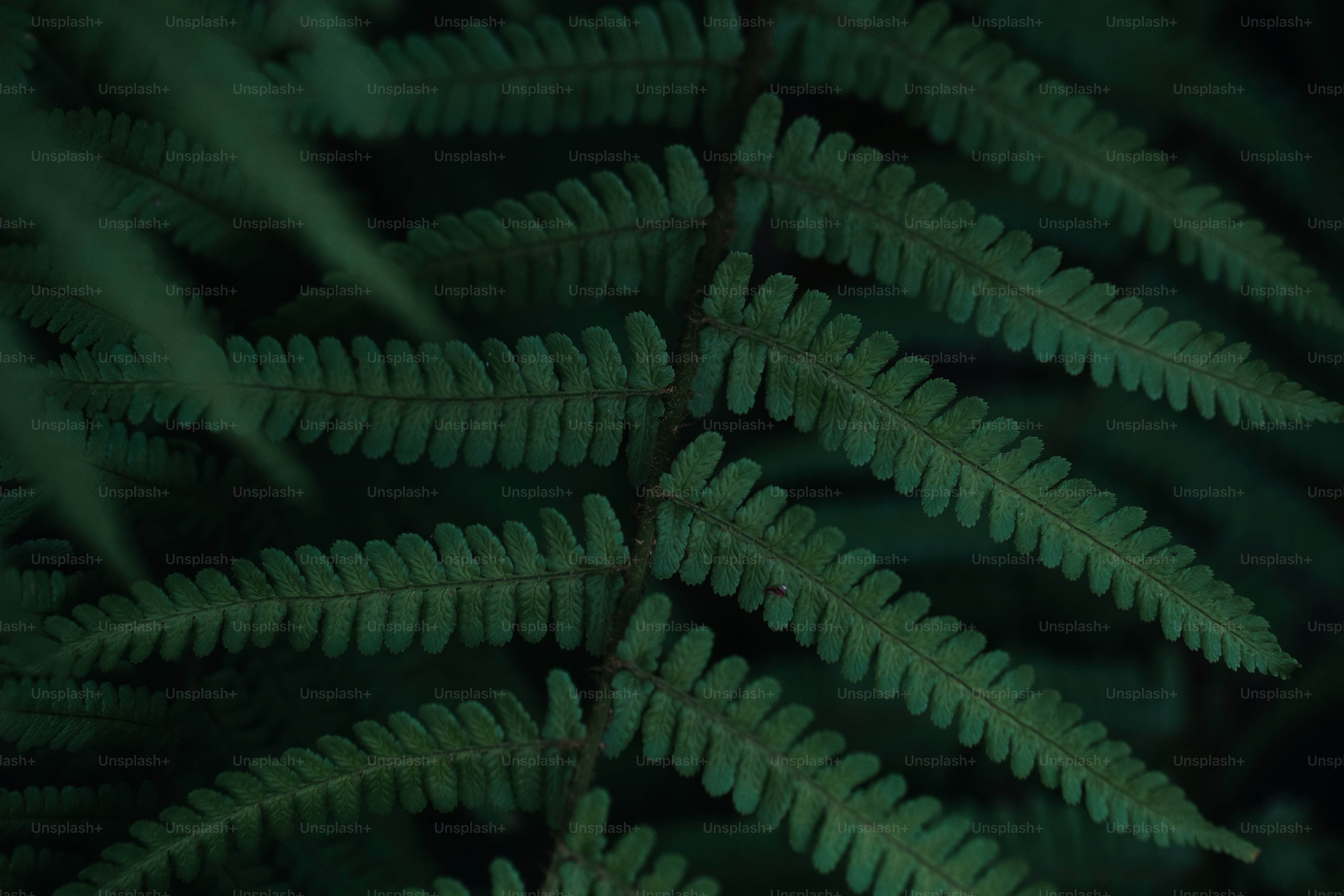 Dark green fern frond with detailed leaflets.