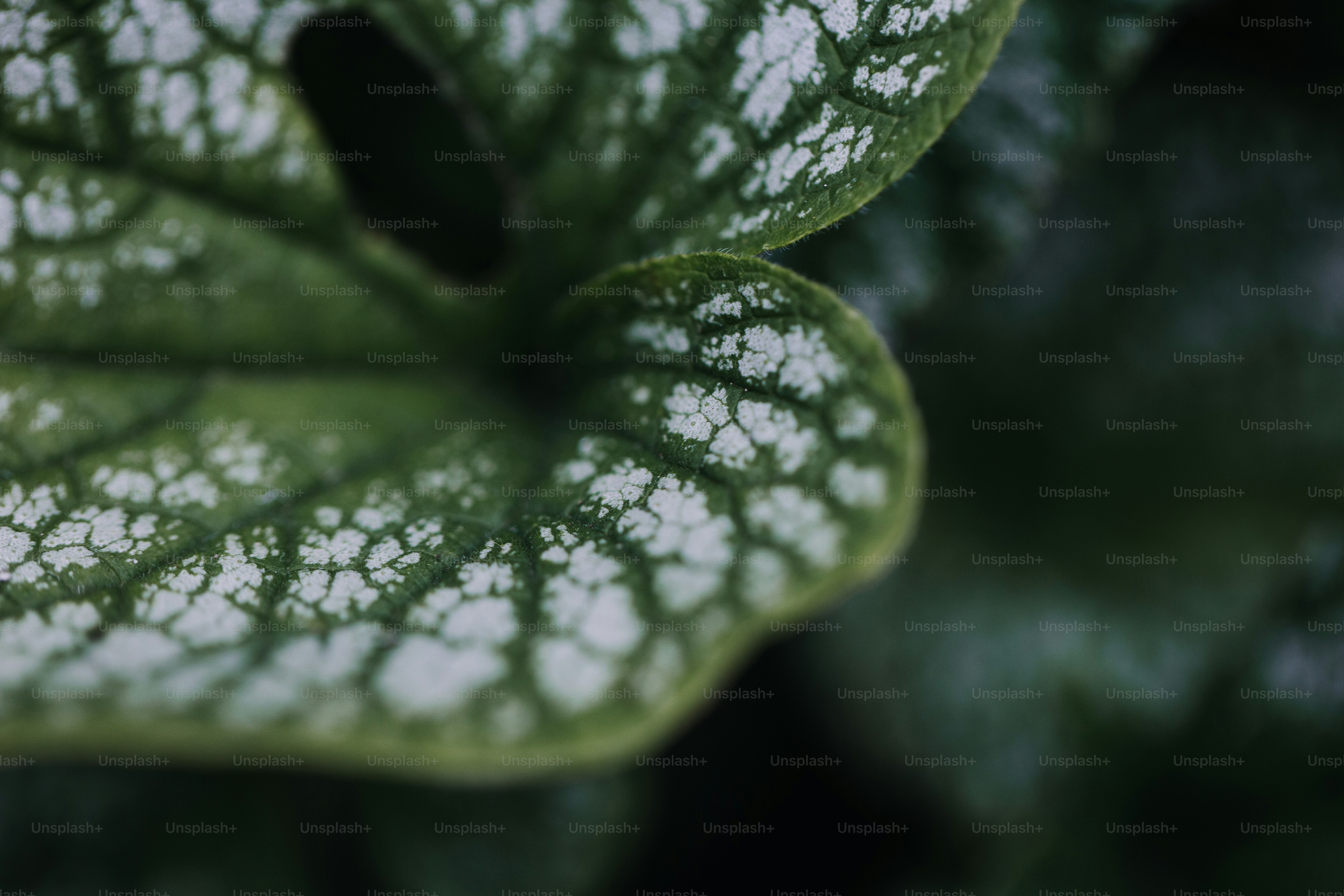 Daun hijau dengan pola berbintik-bintik putih yang rumit.
