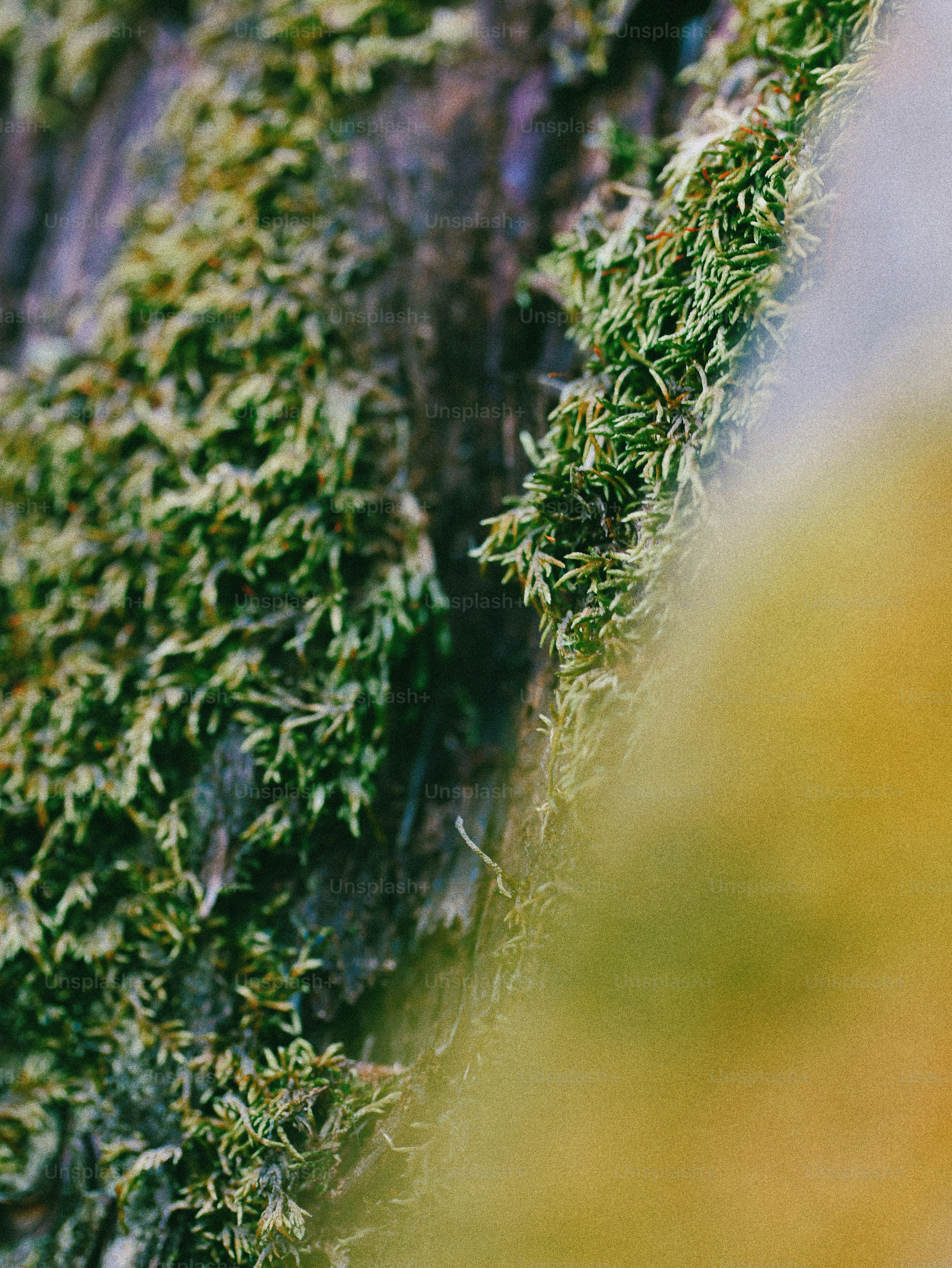 Green moss growing on rough tree bark.