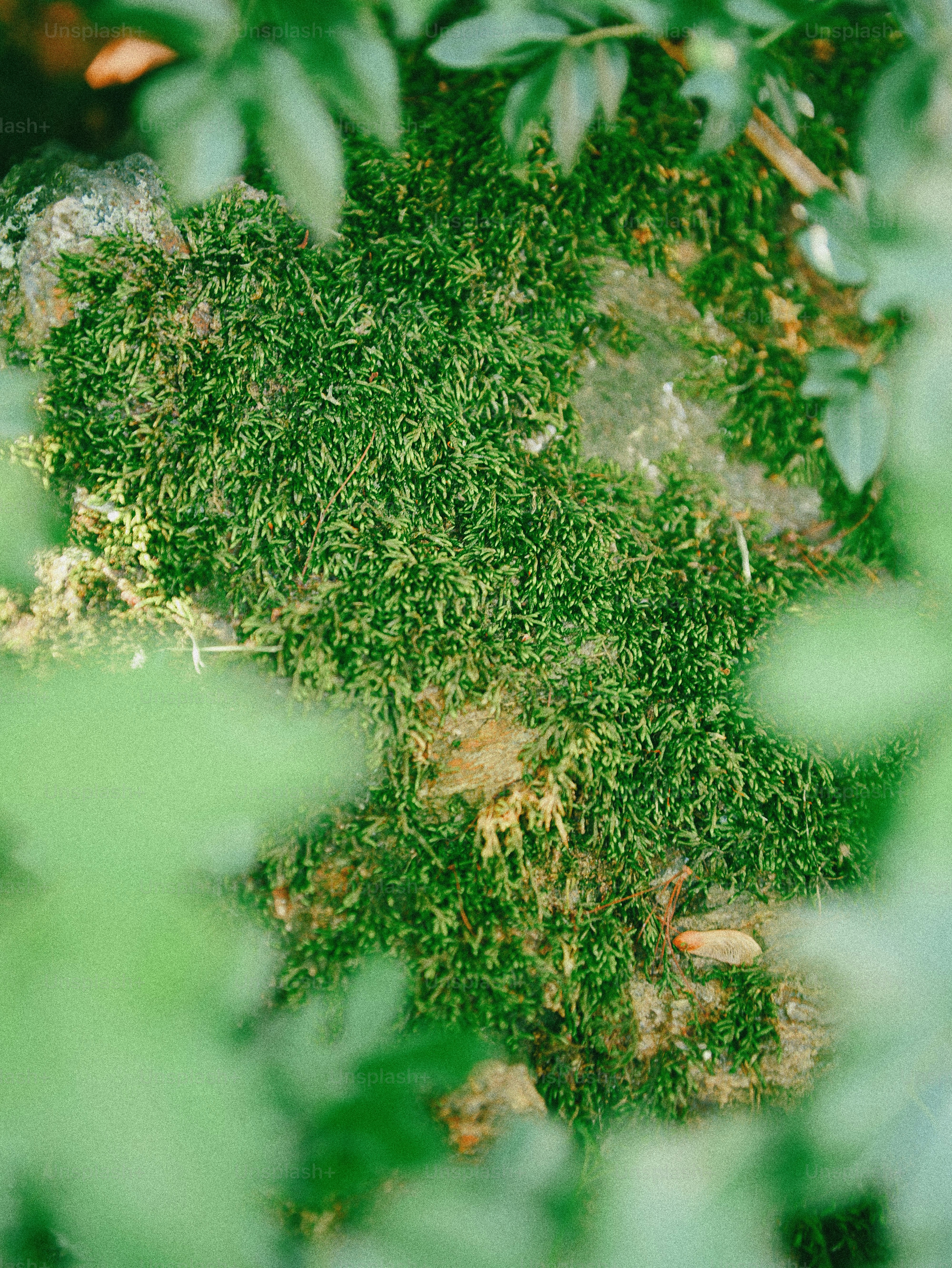 Lush green moss growing on a surface with blurred leaves.