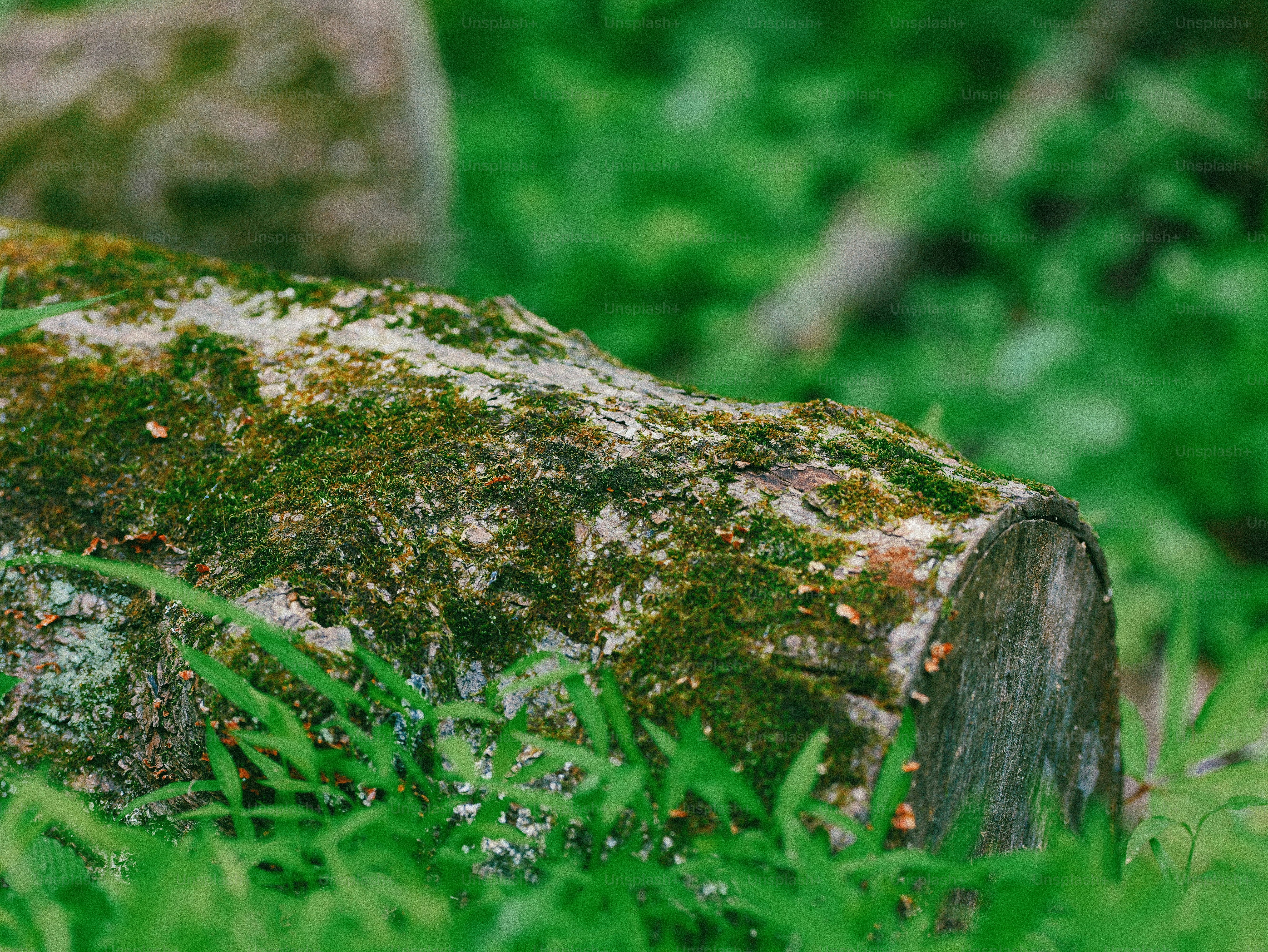 A moss-covered log lies on vibrant green grass.