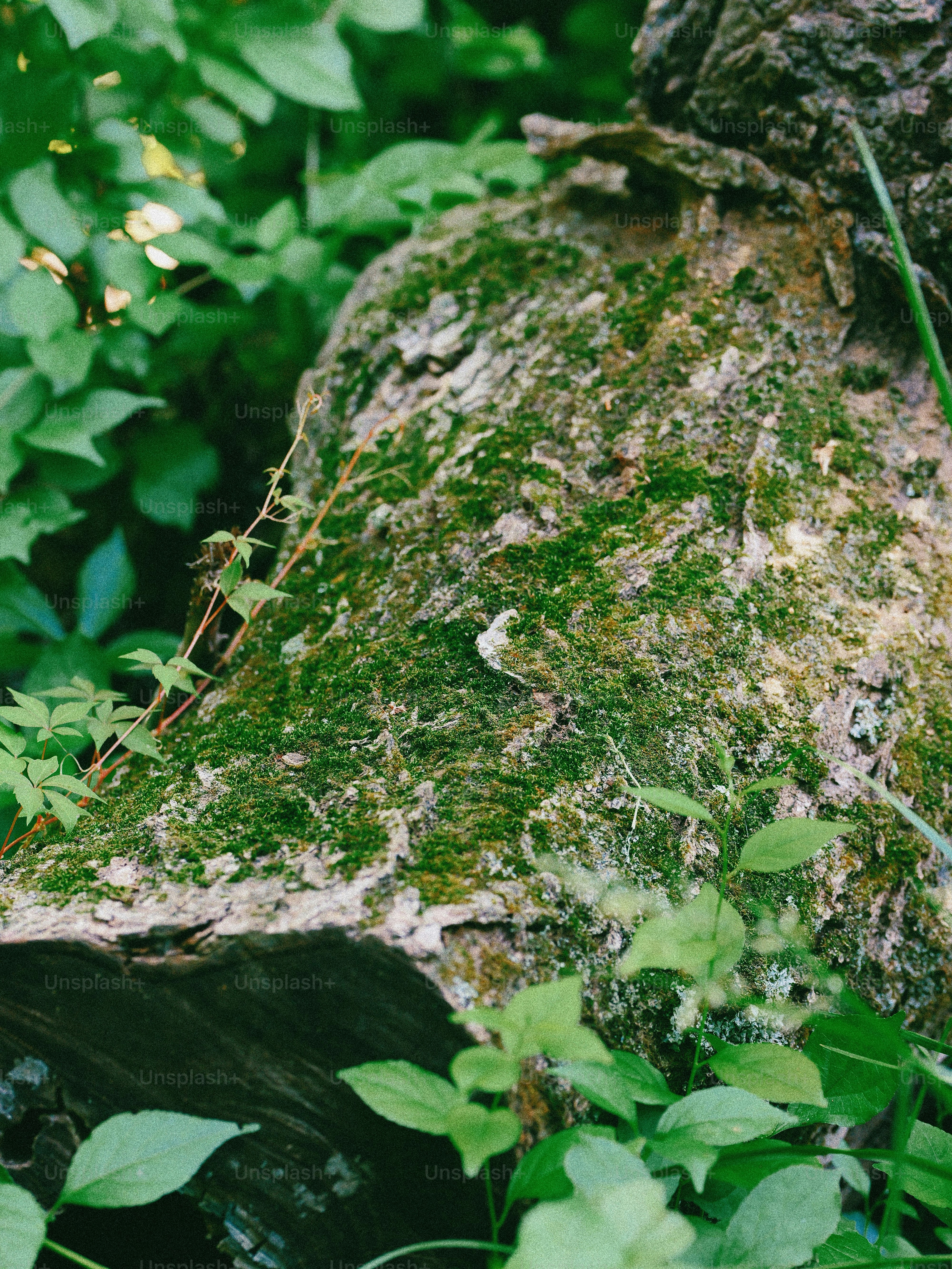 A moss-covered log surrounded by lush green foliage.