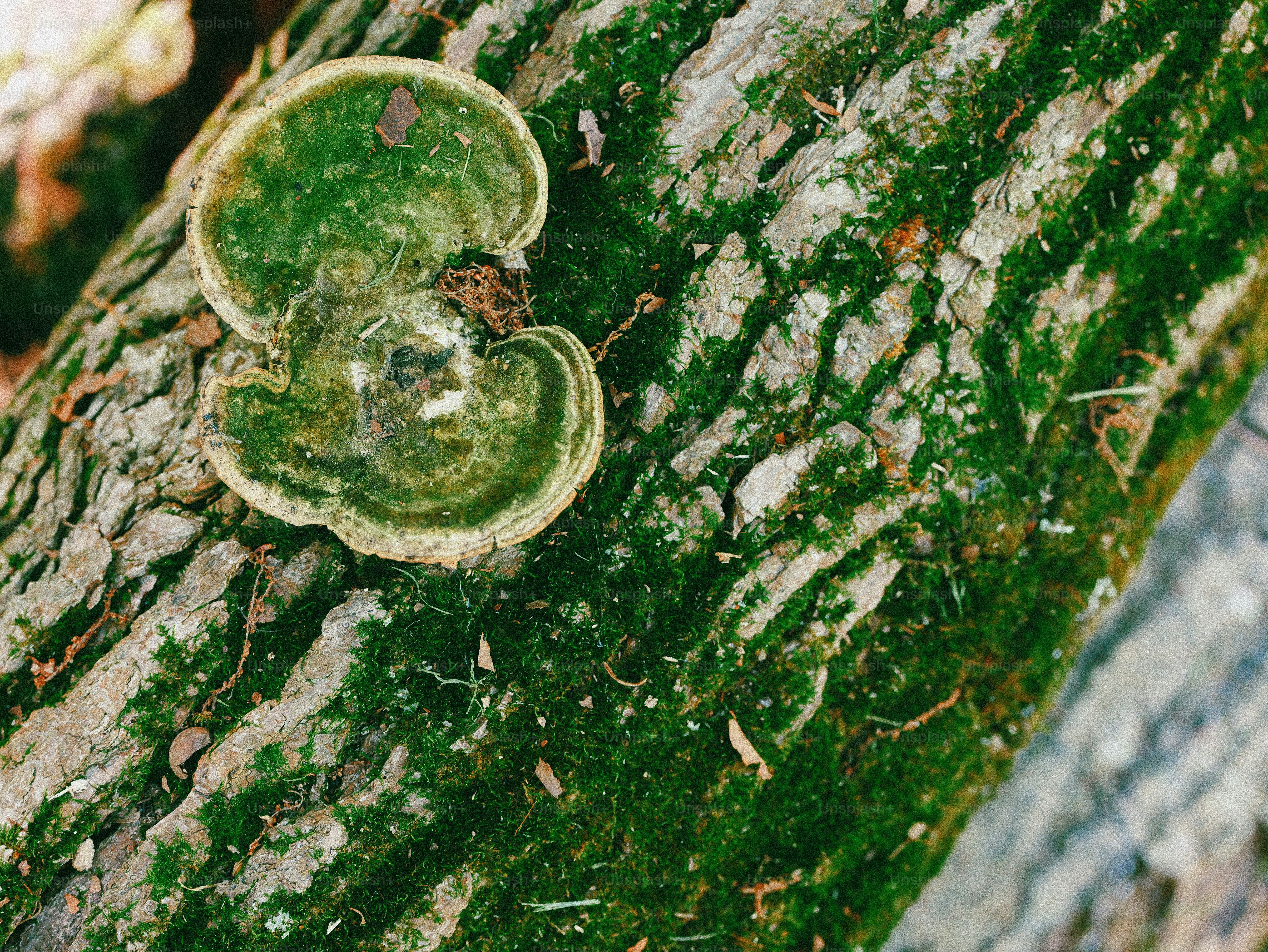 Green shelf fungus and moss on a tree trunk.