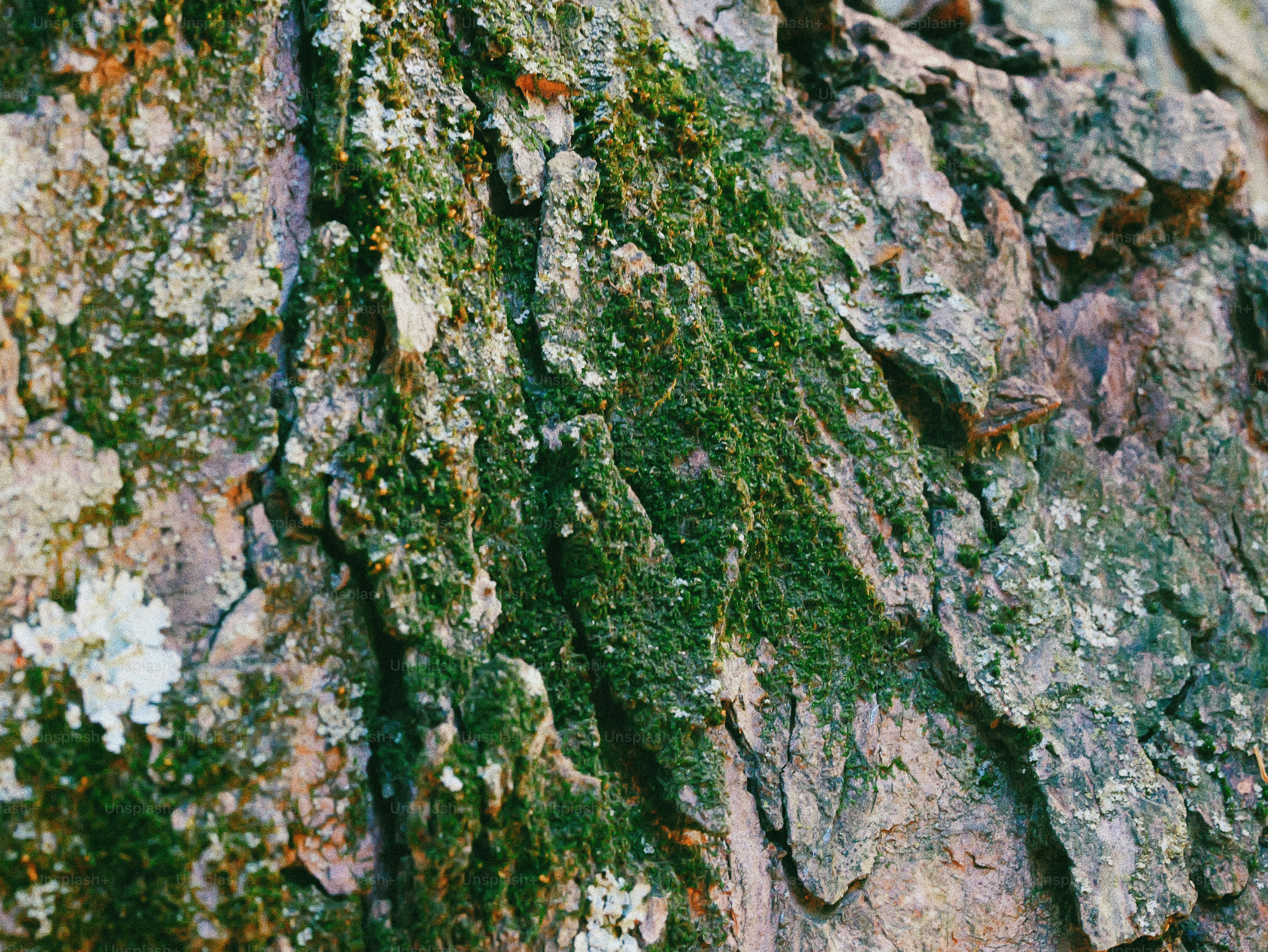 Rough tree bark covered with green moss and white lichen.