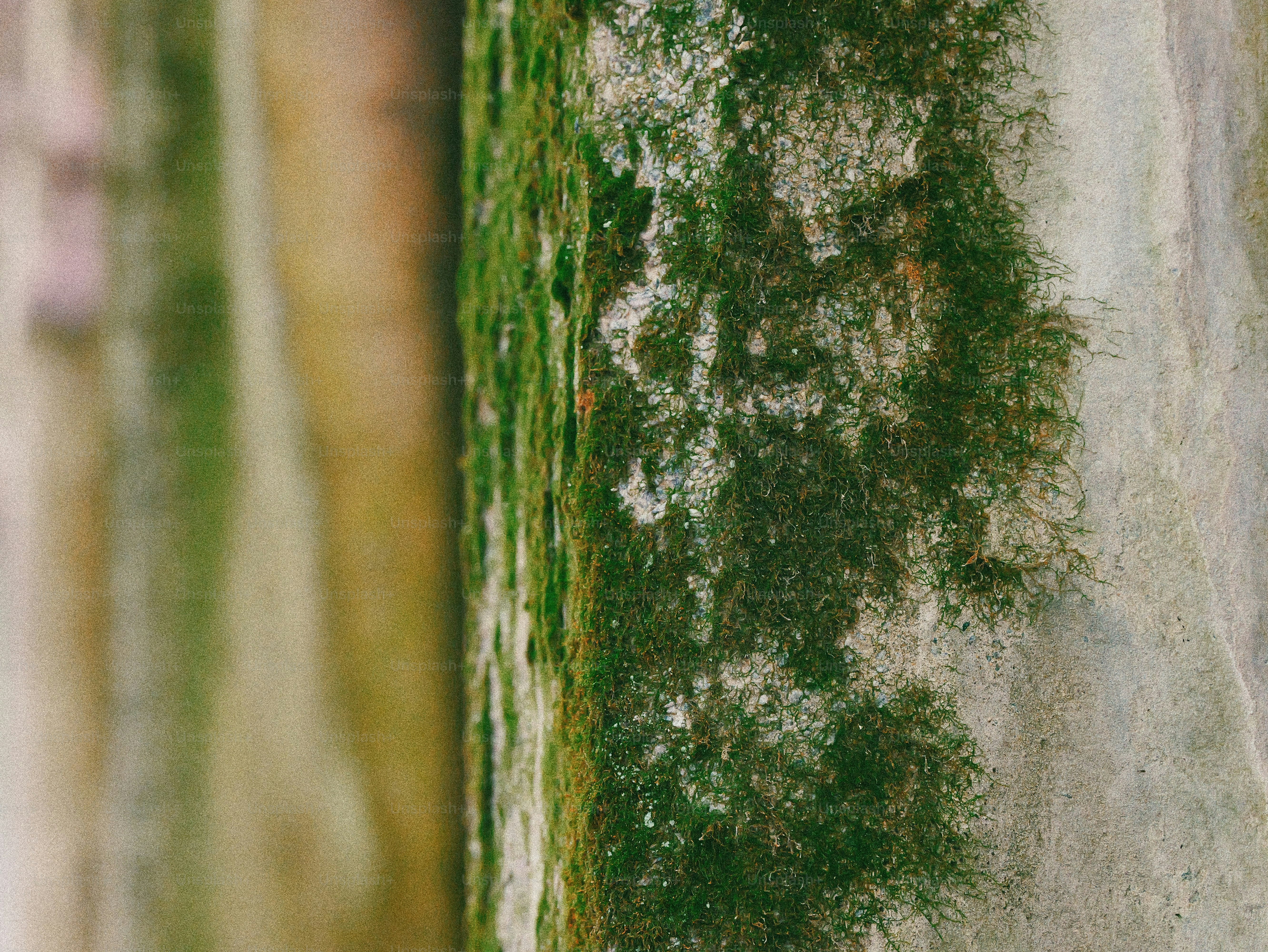 Green moss growing on a weathered concrete wall - Photo on Unsplash+