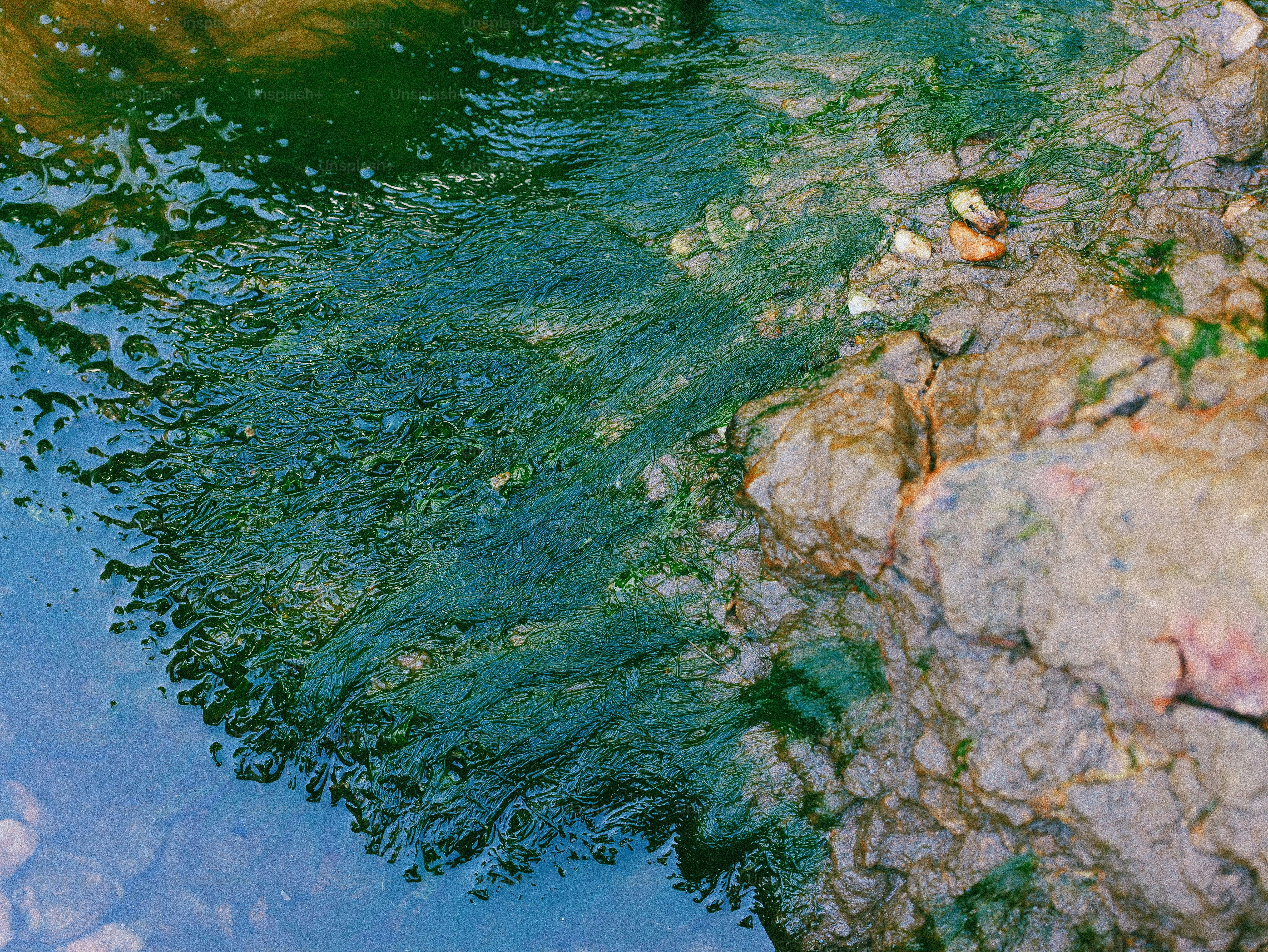 Green algae flowing in water next to a rocky bank.