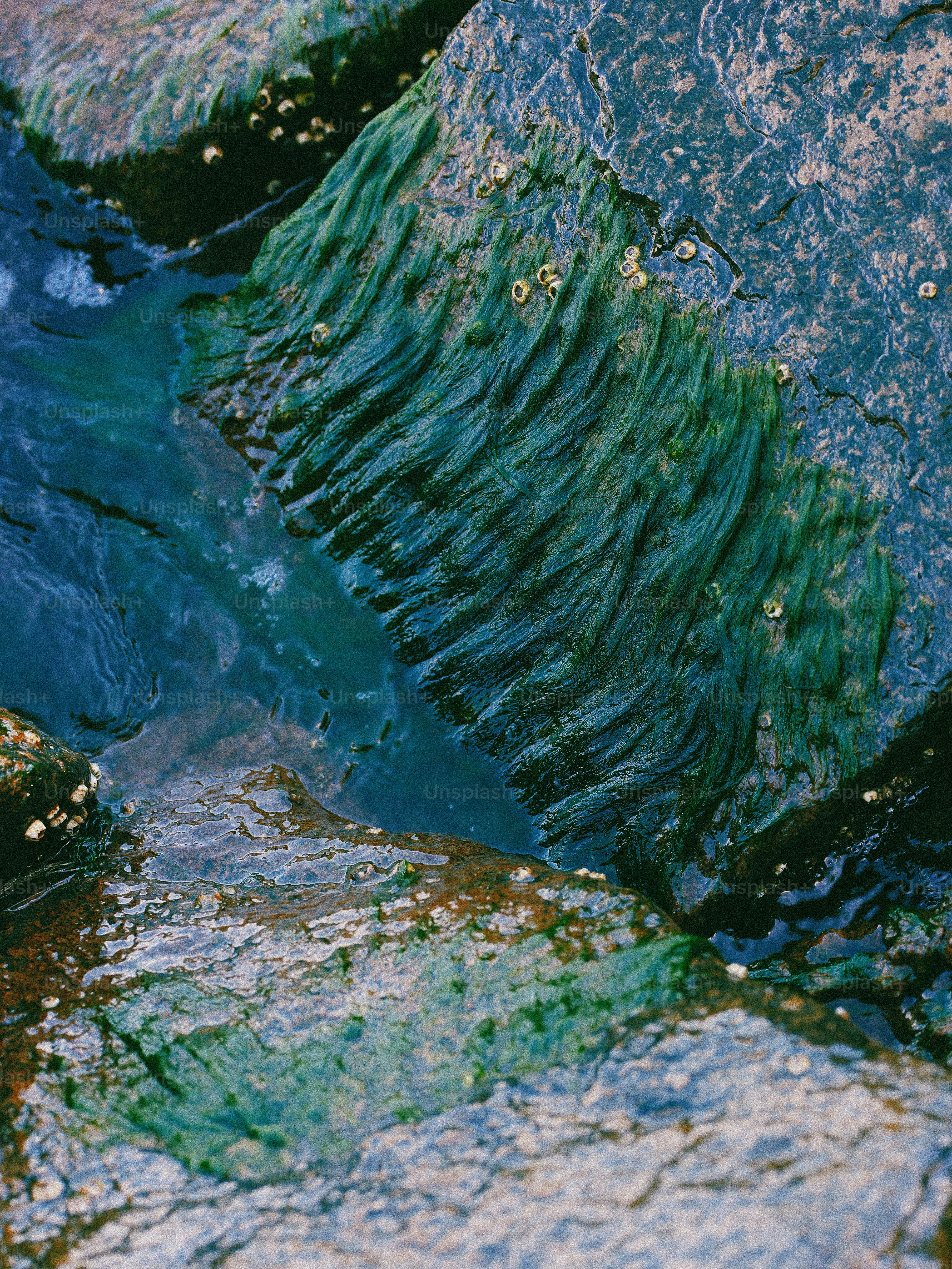 Green algae and barnacles clinging to wet rocks by water.