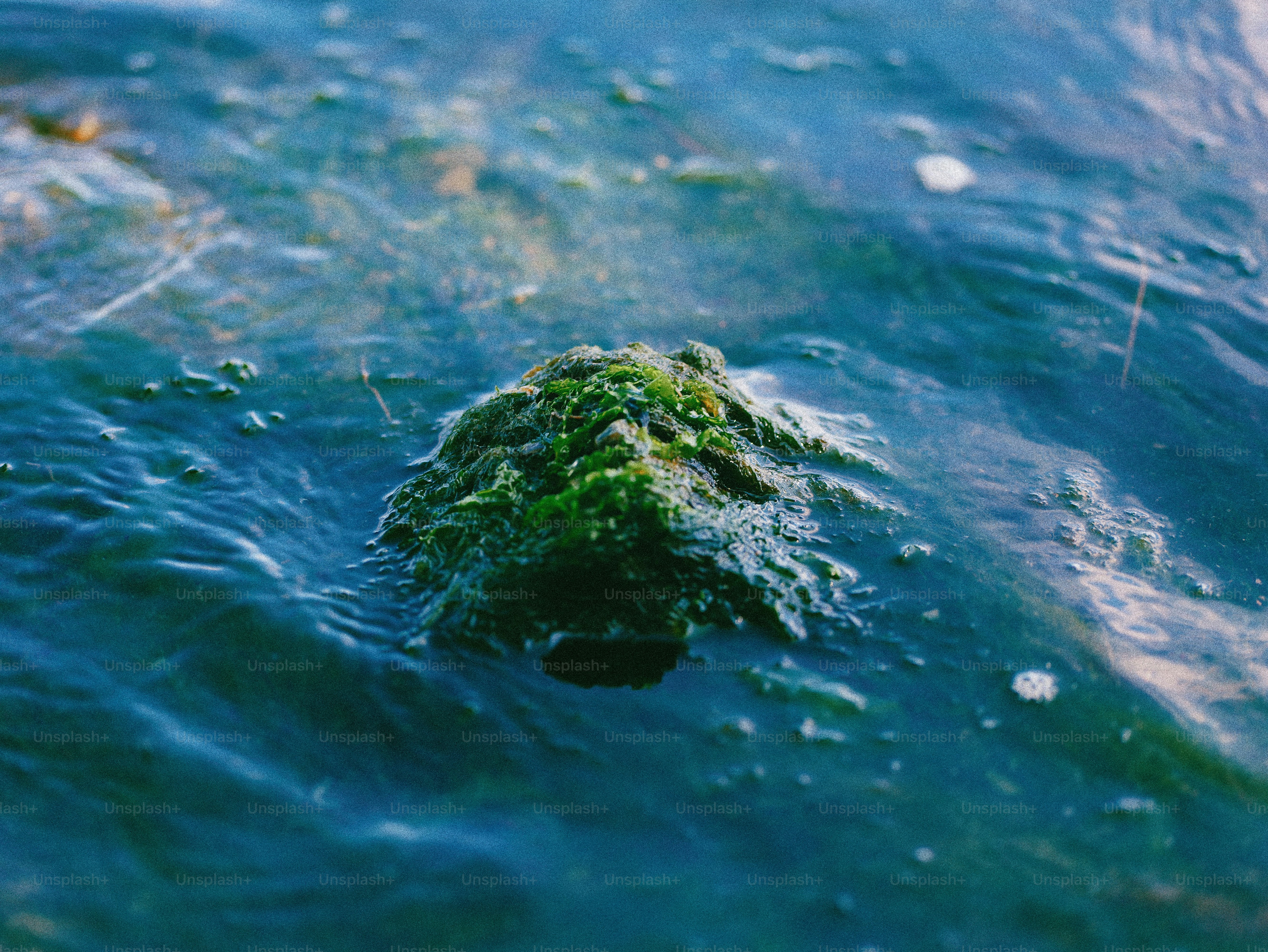 A moss-covered rock emerges from rippling blue water.