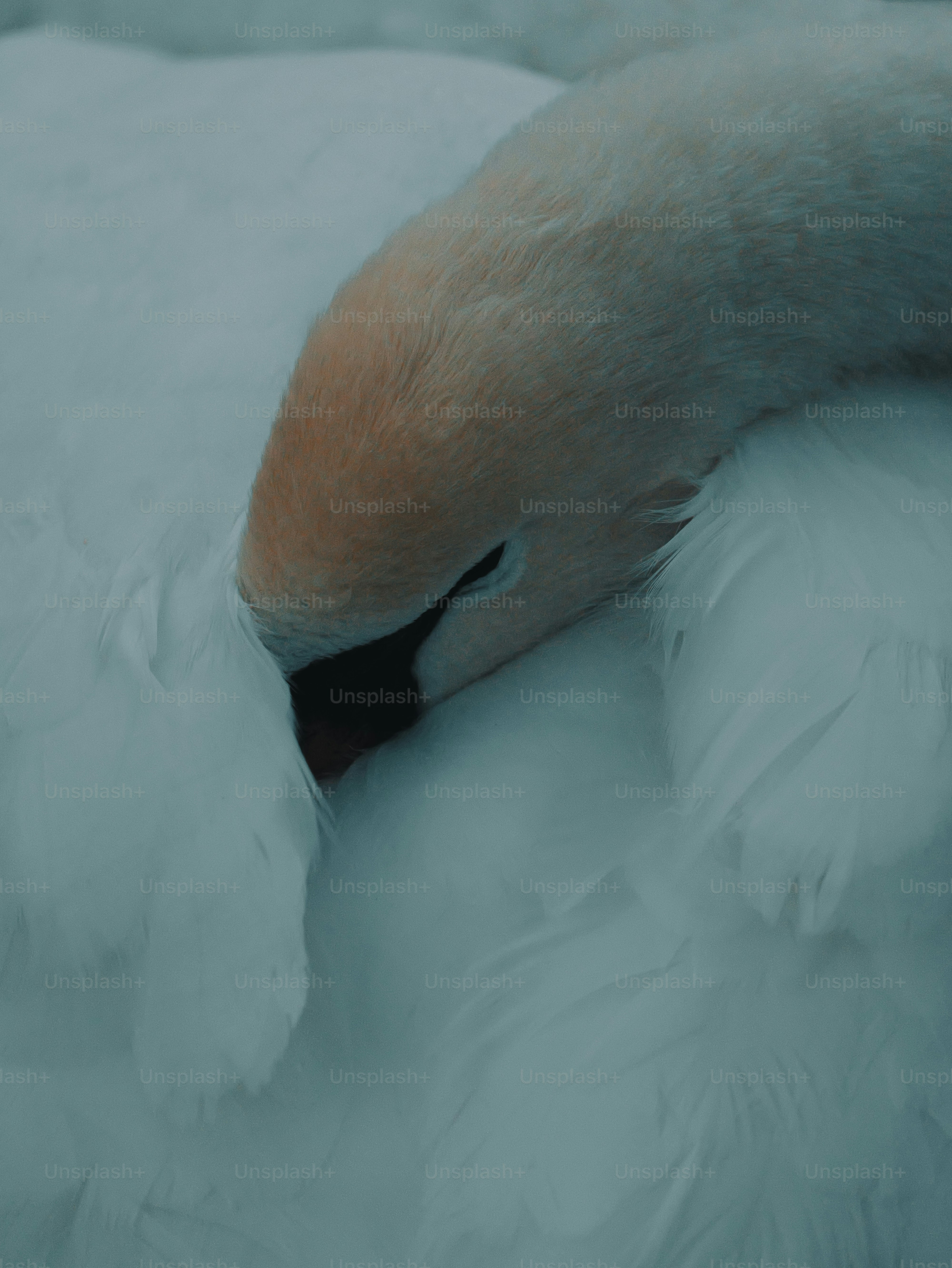 White swan resting its head on its soft feathers.