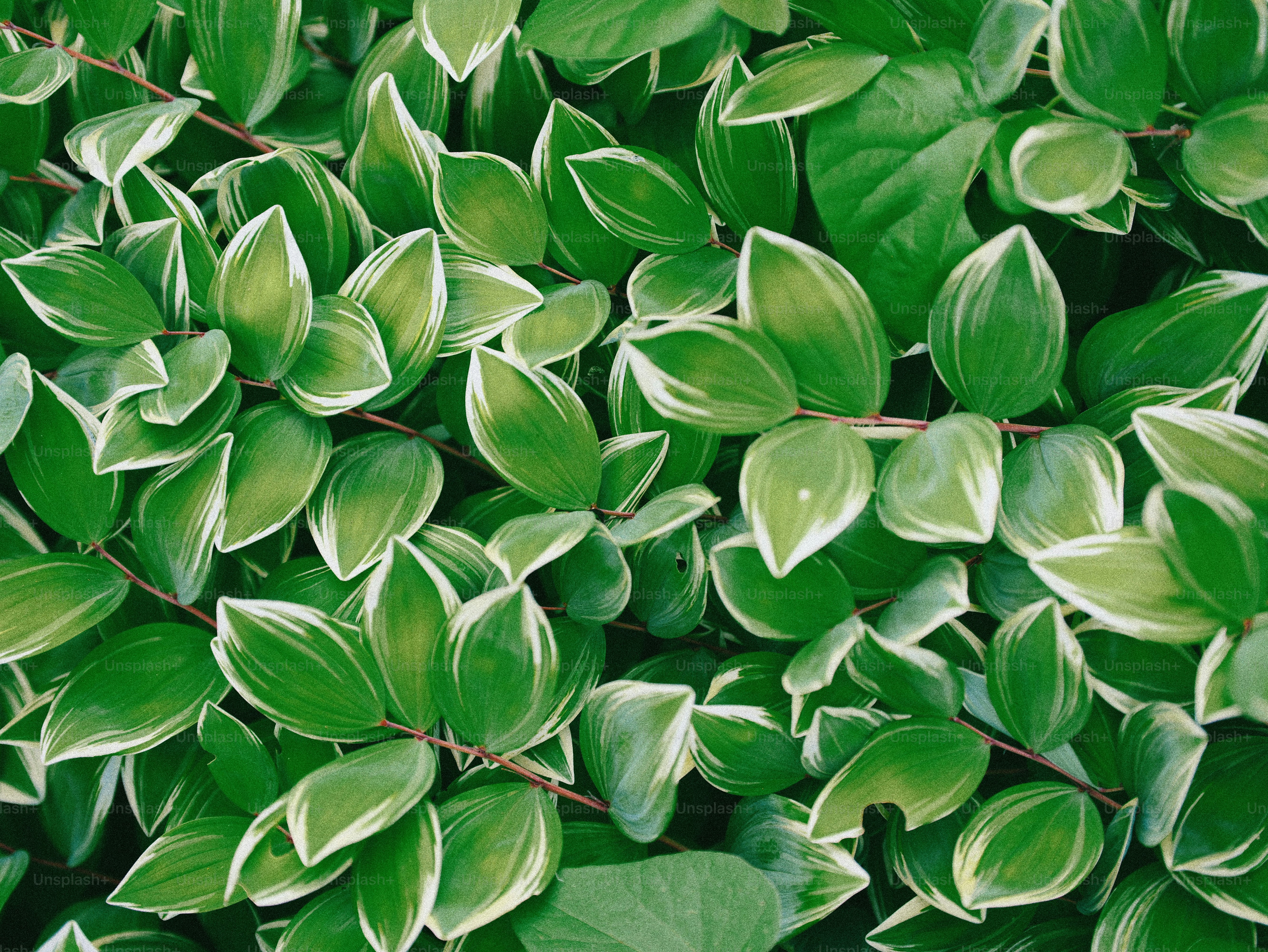 green leaves Dense green foliage with distinct white variegated leaf edges