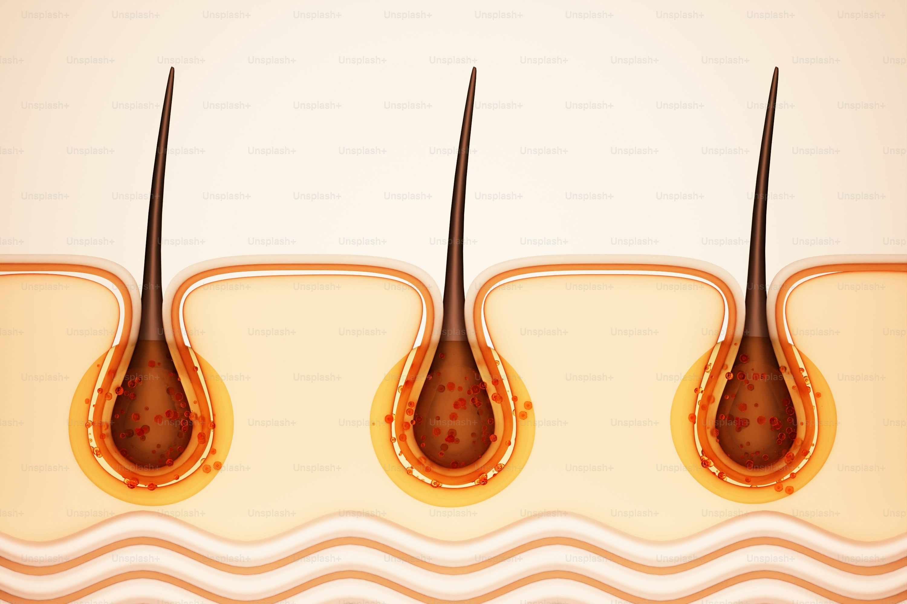 Three hair follicles embedded in layers of skin.