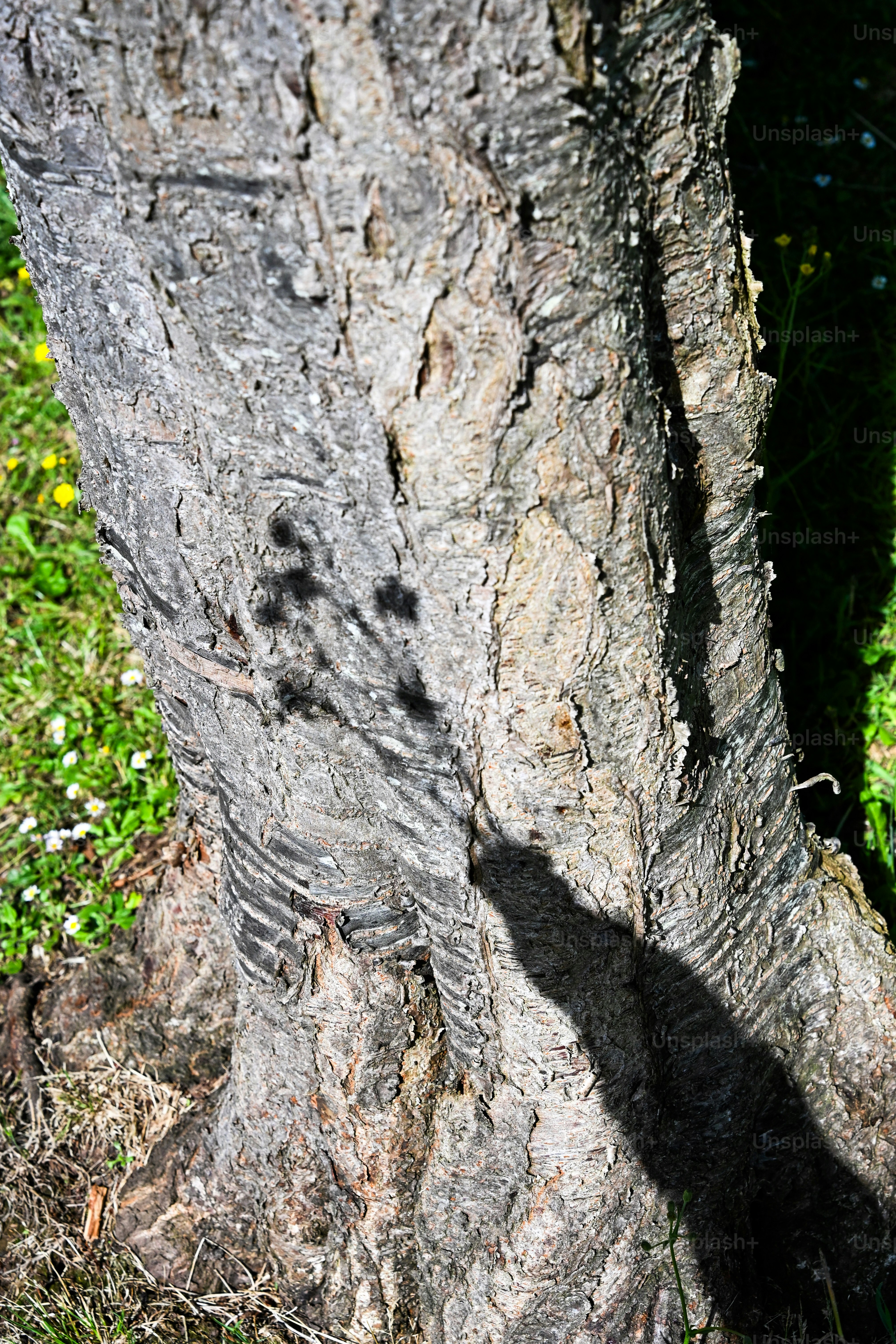 Sunlight and shadows on a textured tree trunk