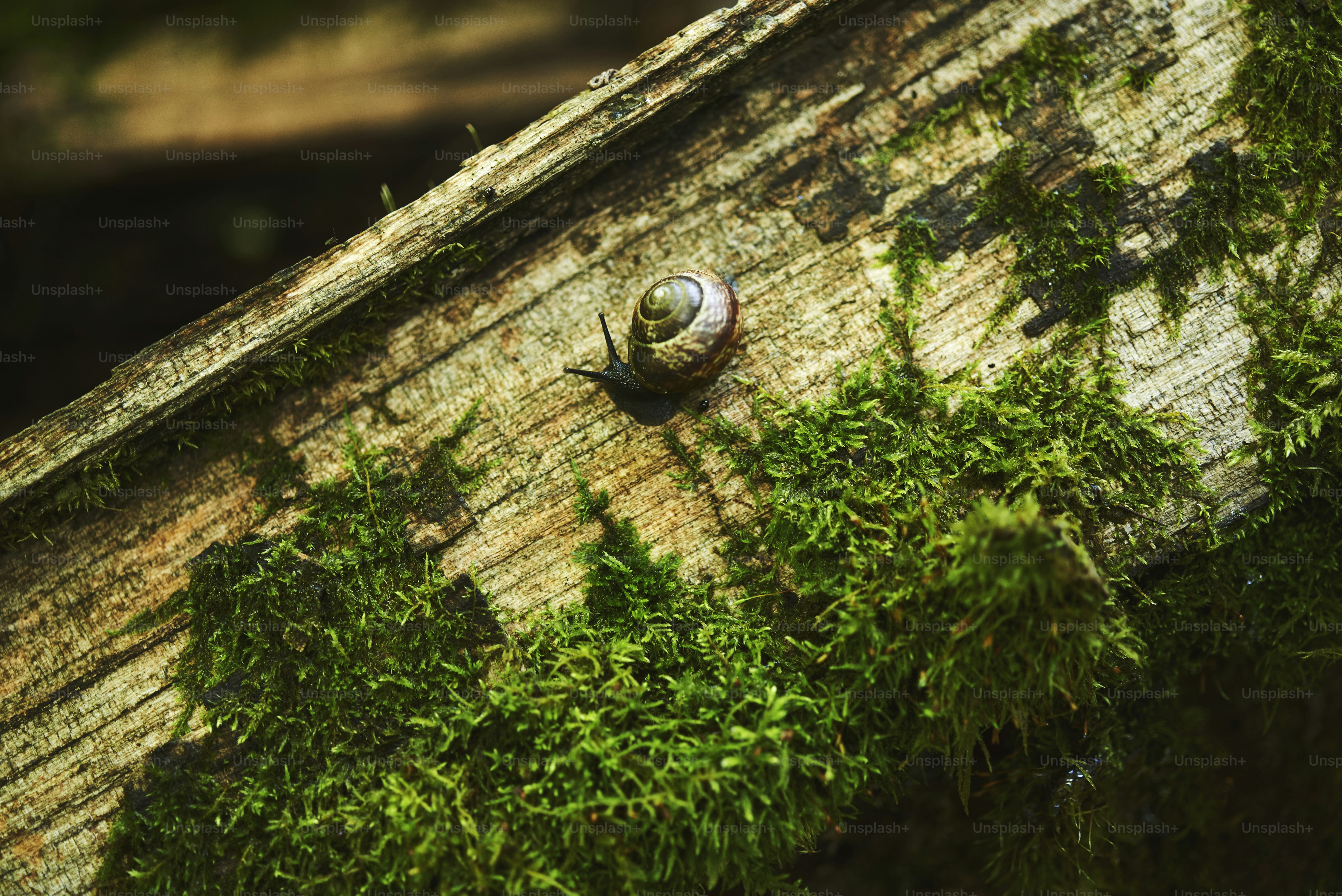A small snail crawls on moss-covered wood.