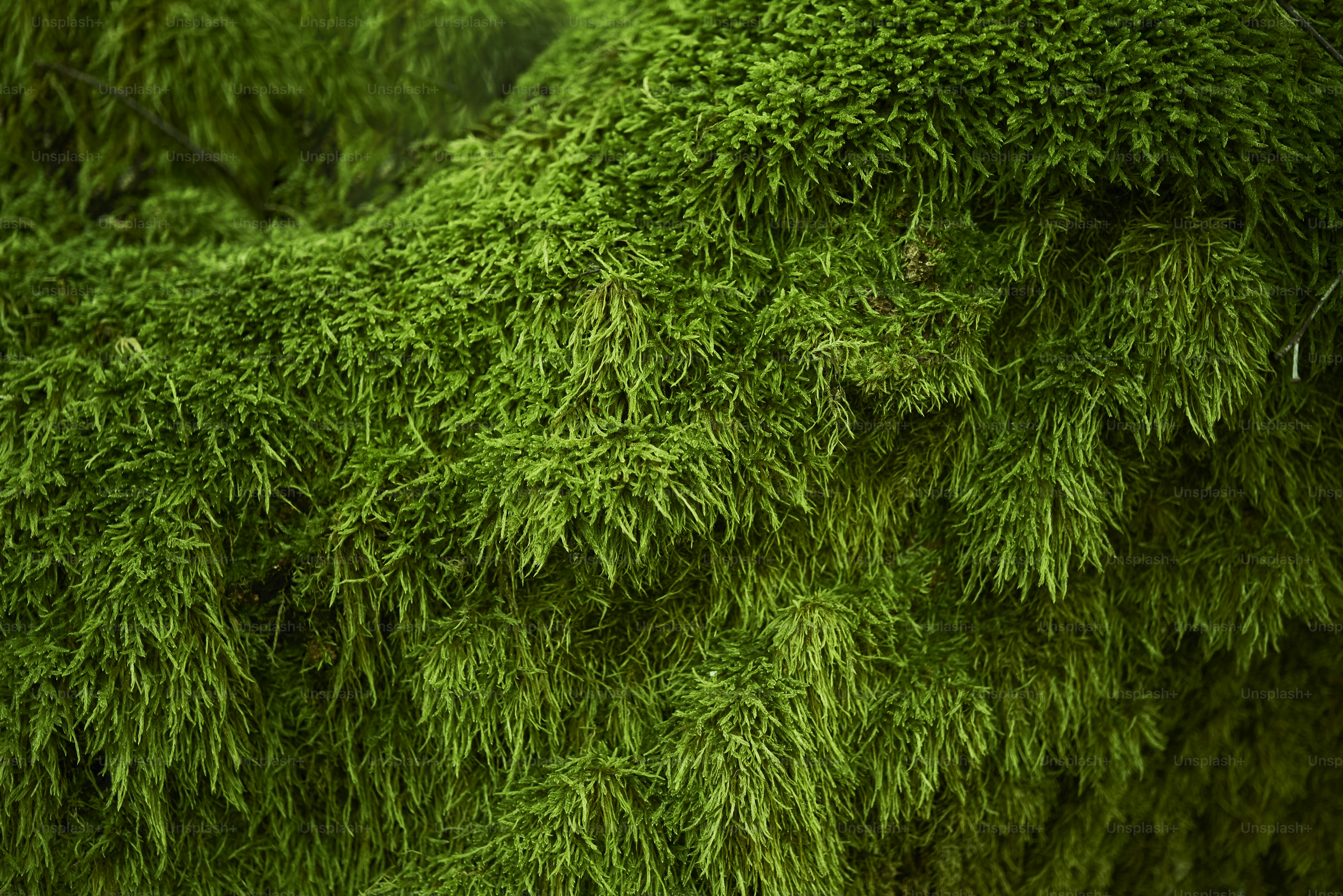Lush, vibrant green moss covers a surface.