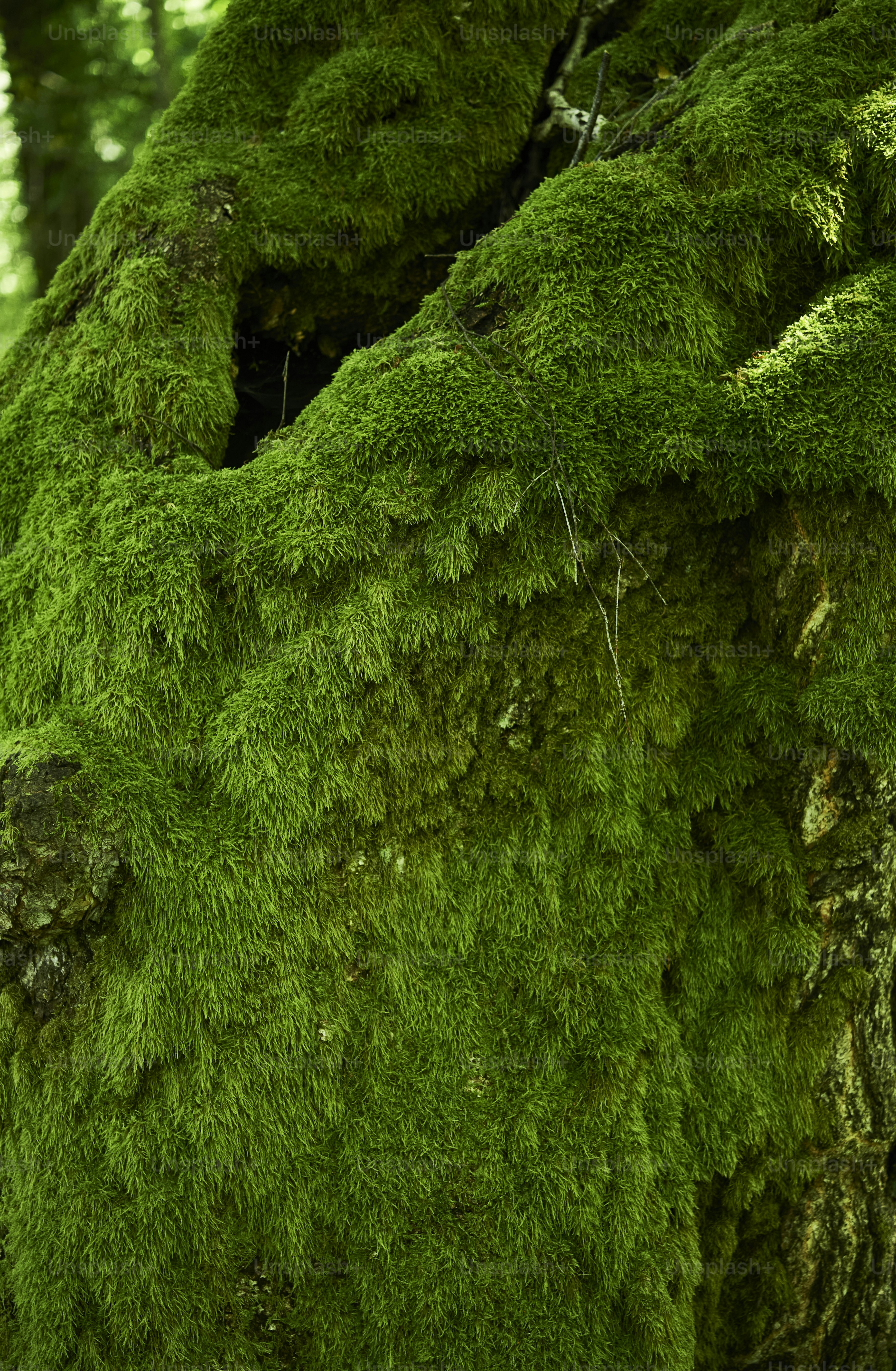 A tree trunk covered in vibrant green moss.