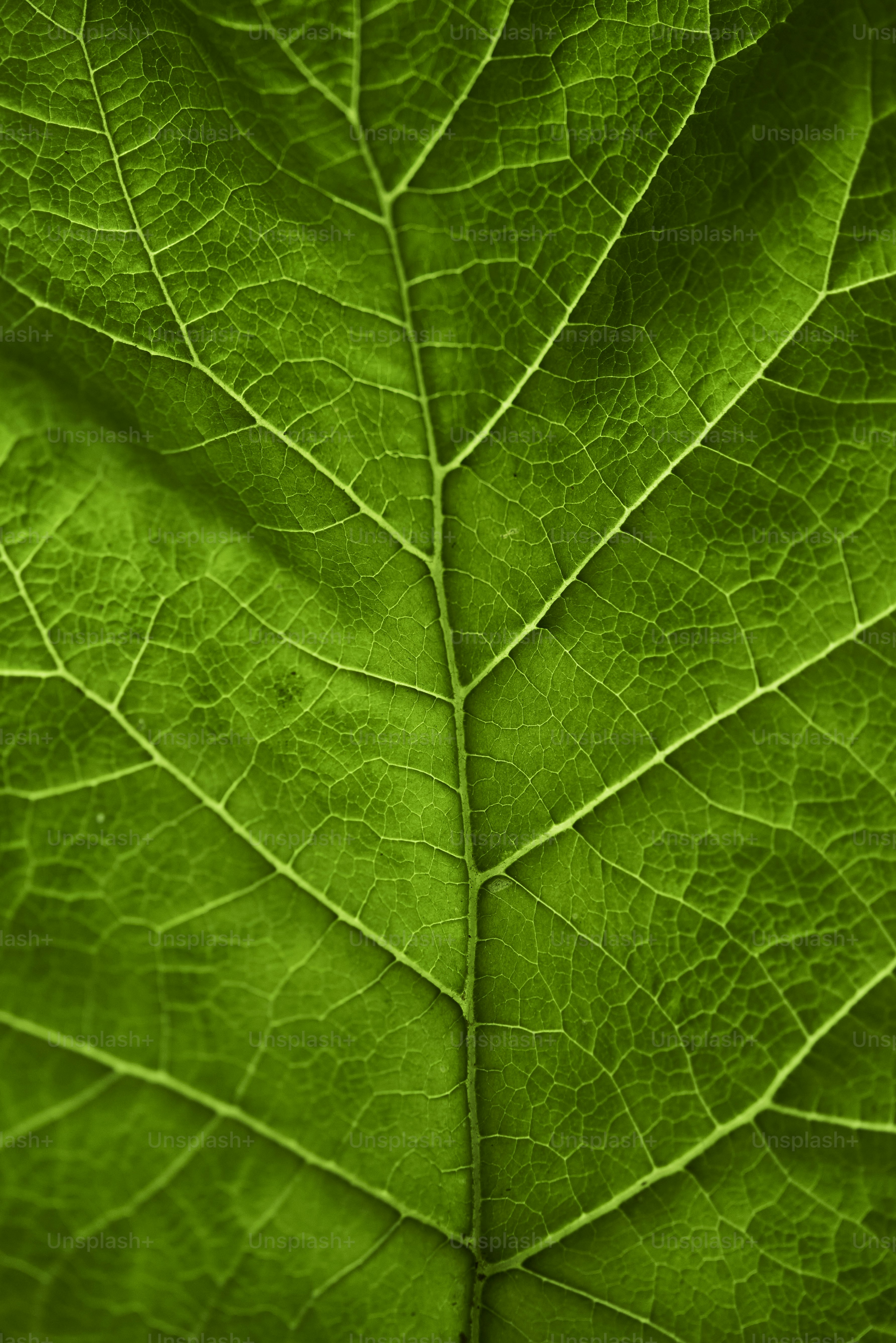 A vibrant green leaf with intricate veins.