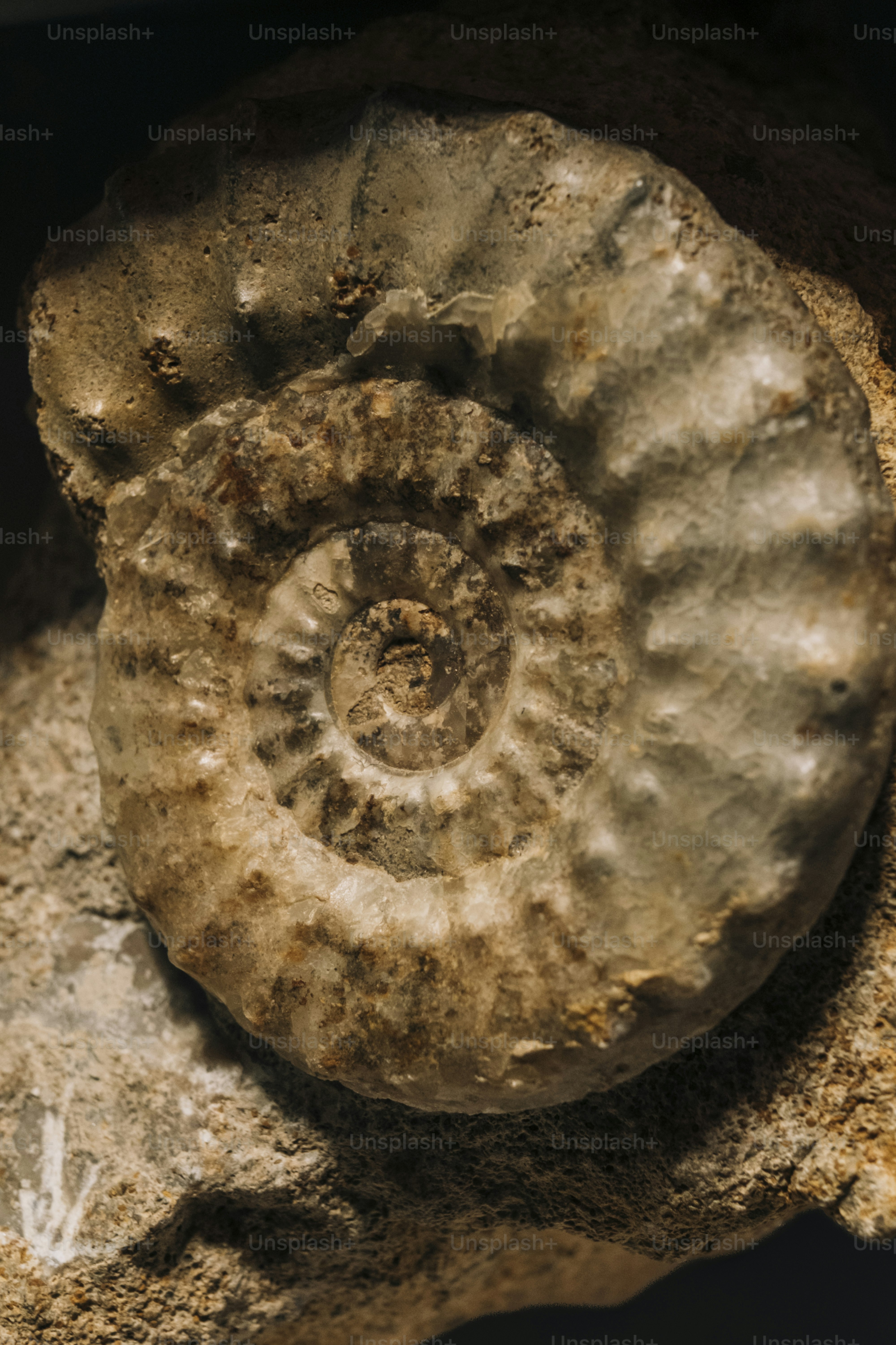 Cangkang amomon fosil dengan pola spiral yang berbeda.
