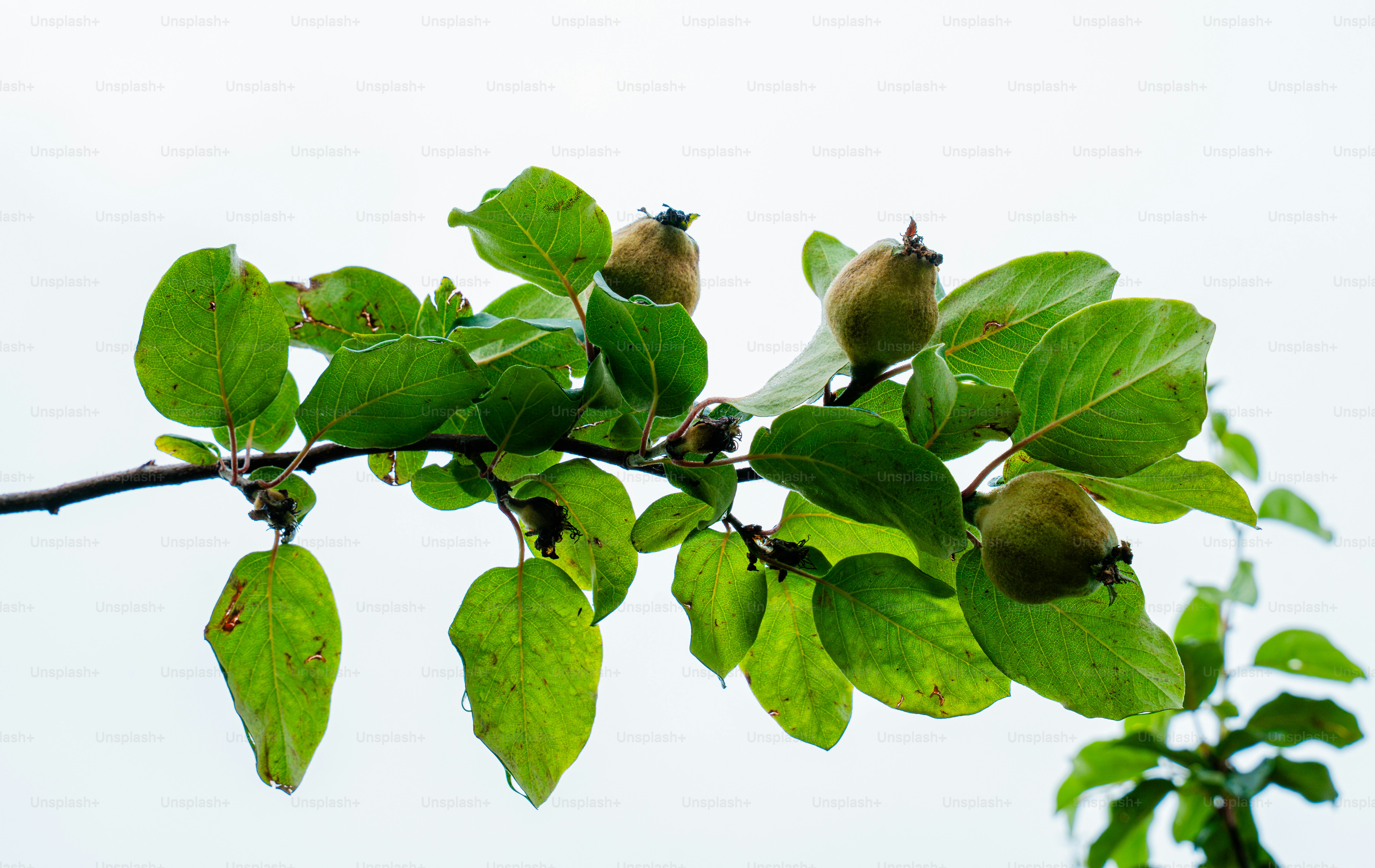 A tree branch with green leaves and small unripe fruits.