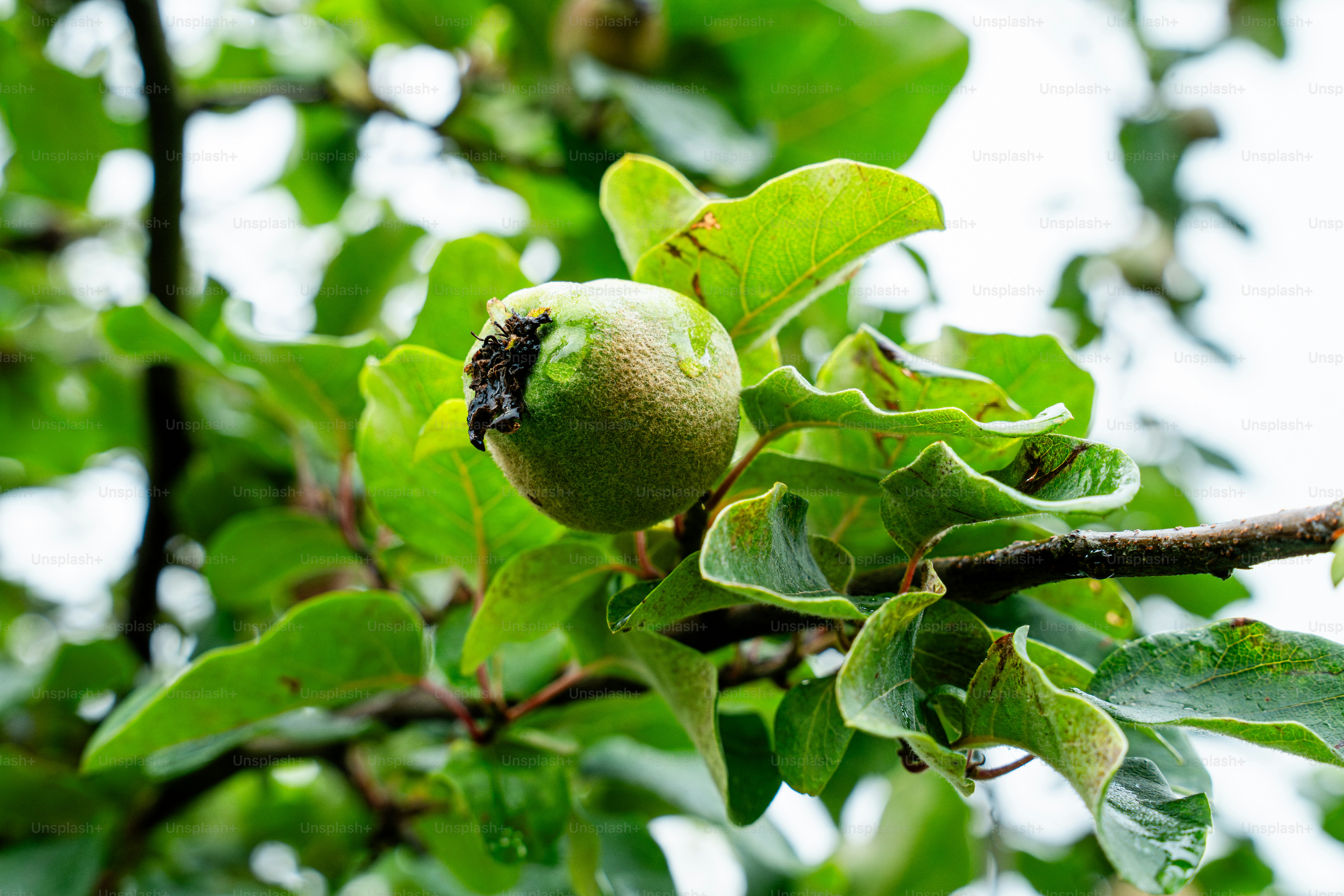 An unripe green fruit on a leafy tree branch.