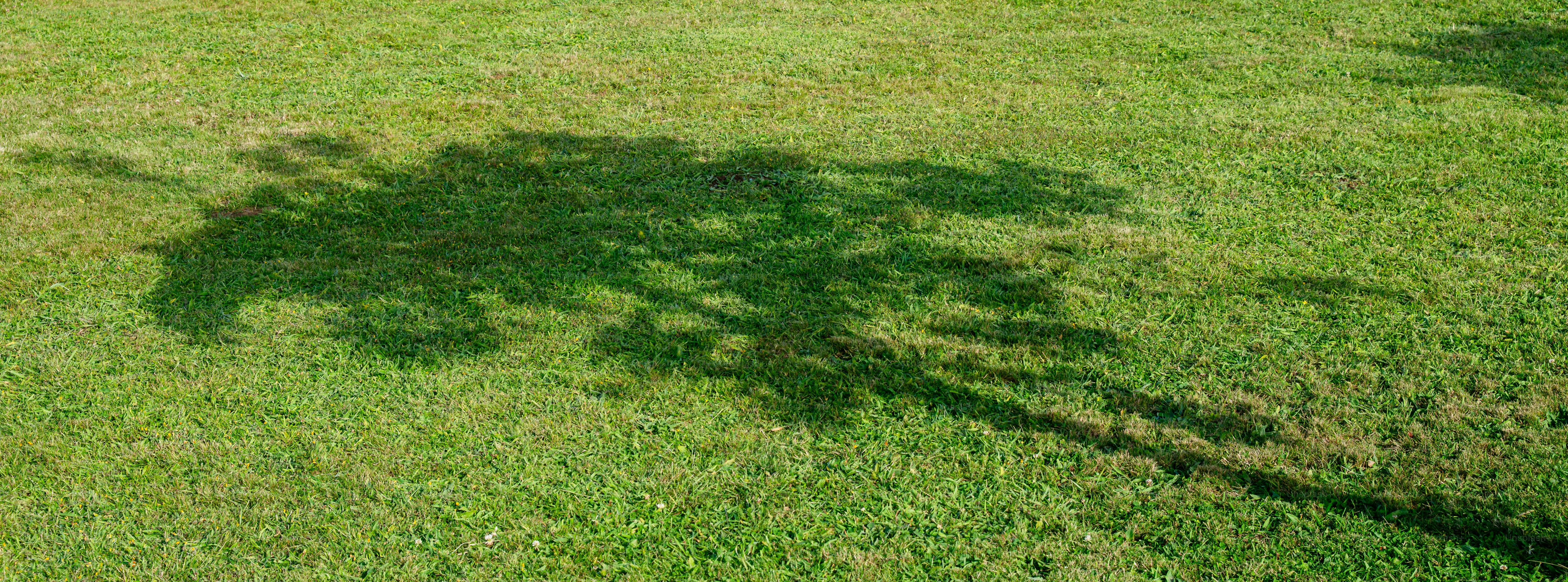 Shadow of a tree on green grass.