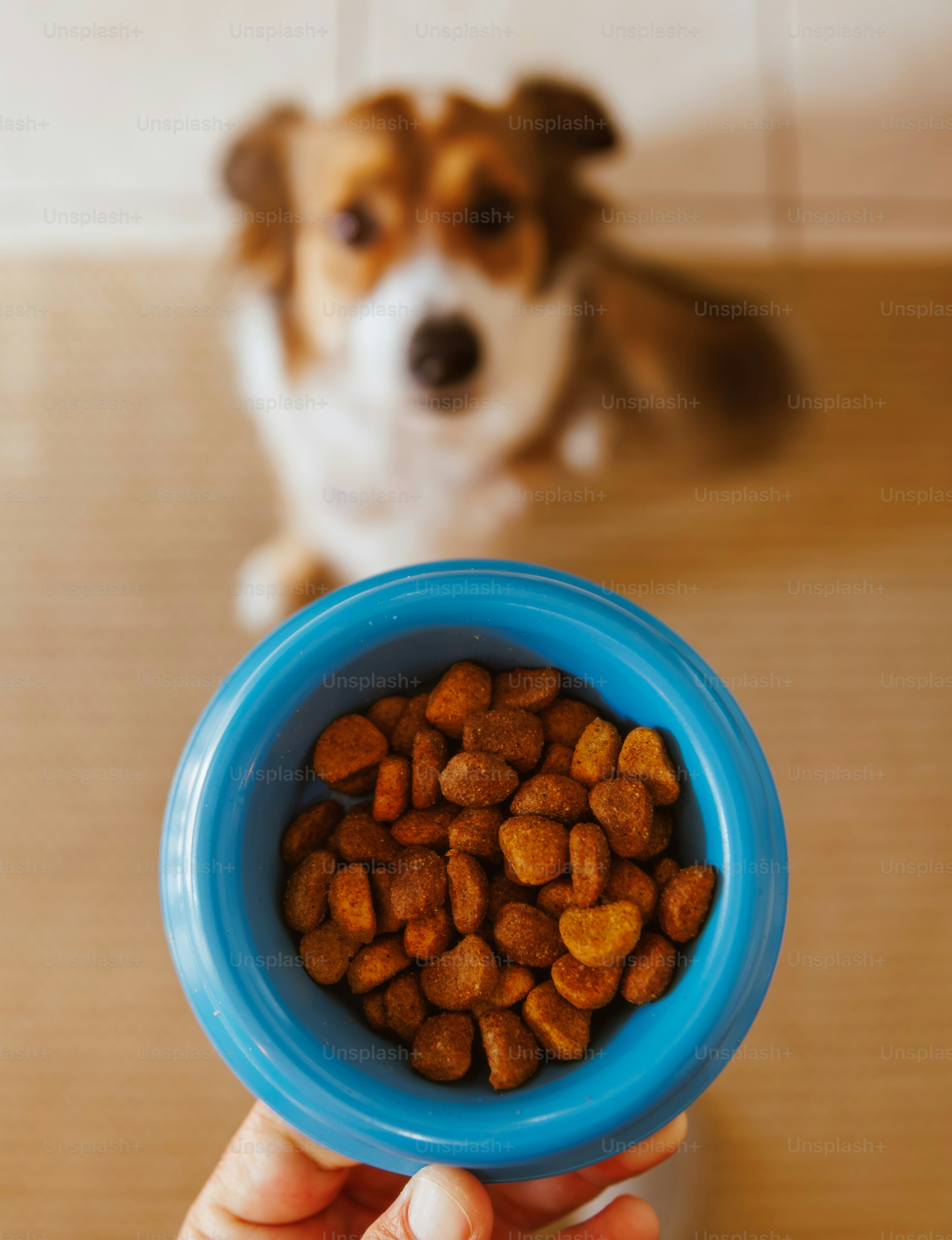 Dog waiting beside a blue food bowl during a daily feeding routine