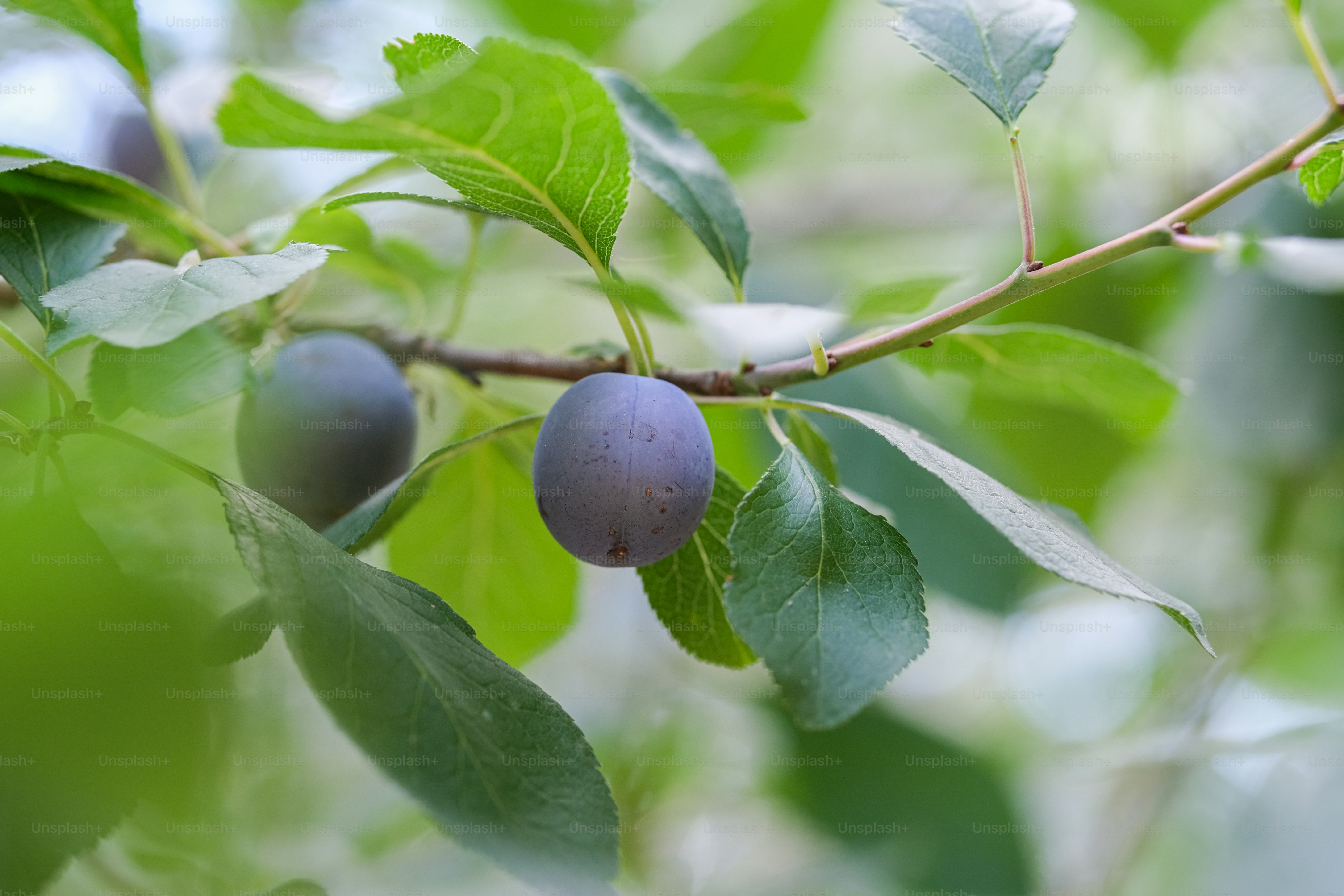Dua plum ungu menggantung di cabang hijau berdaun.