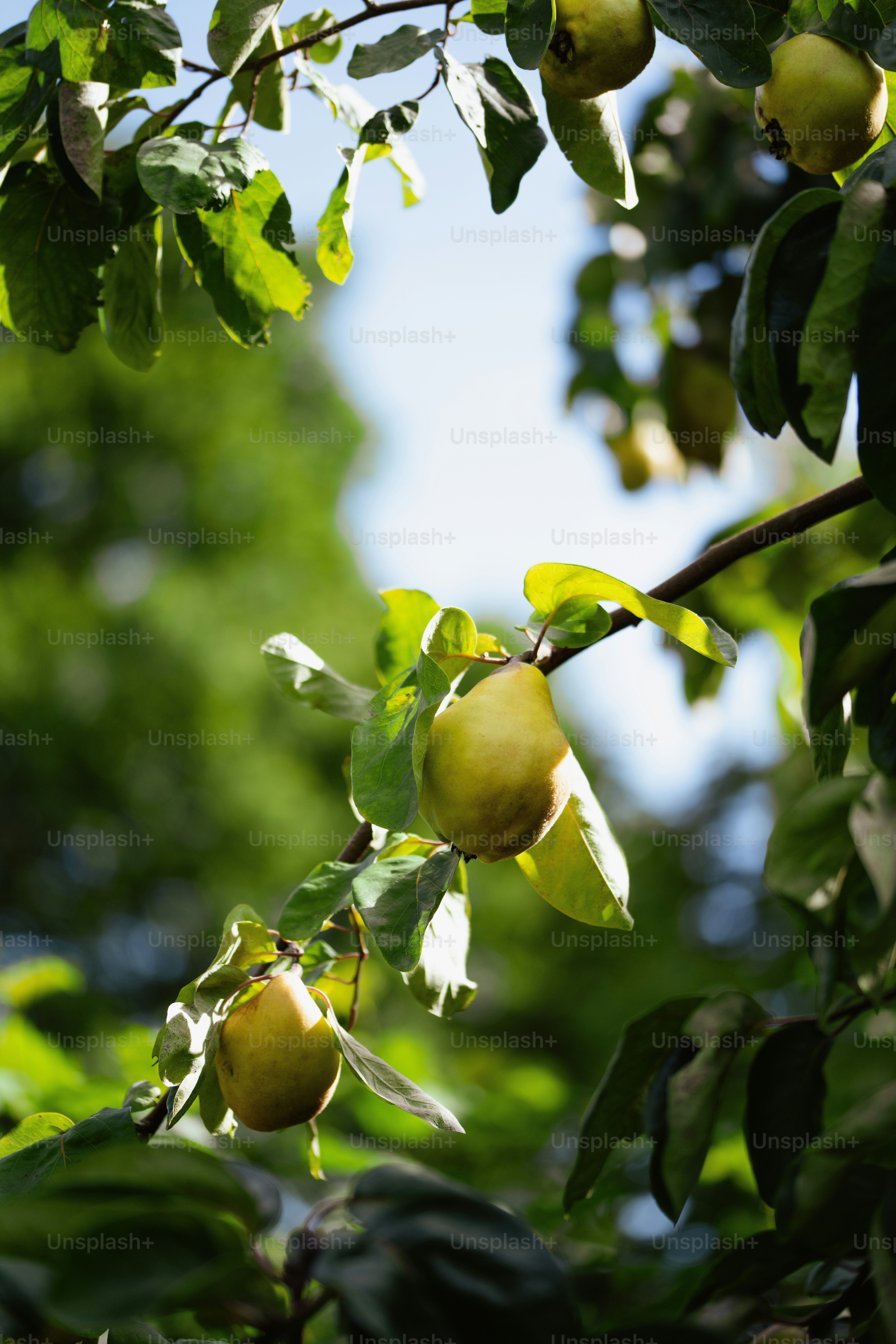 Green quinces ripening on a tree branch