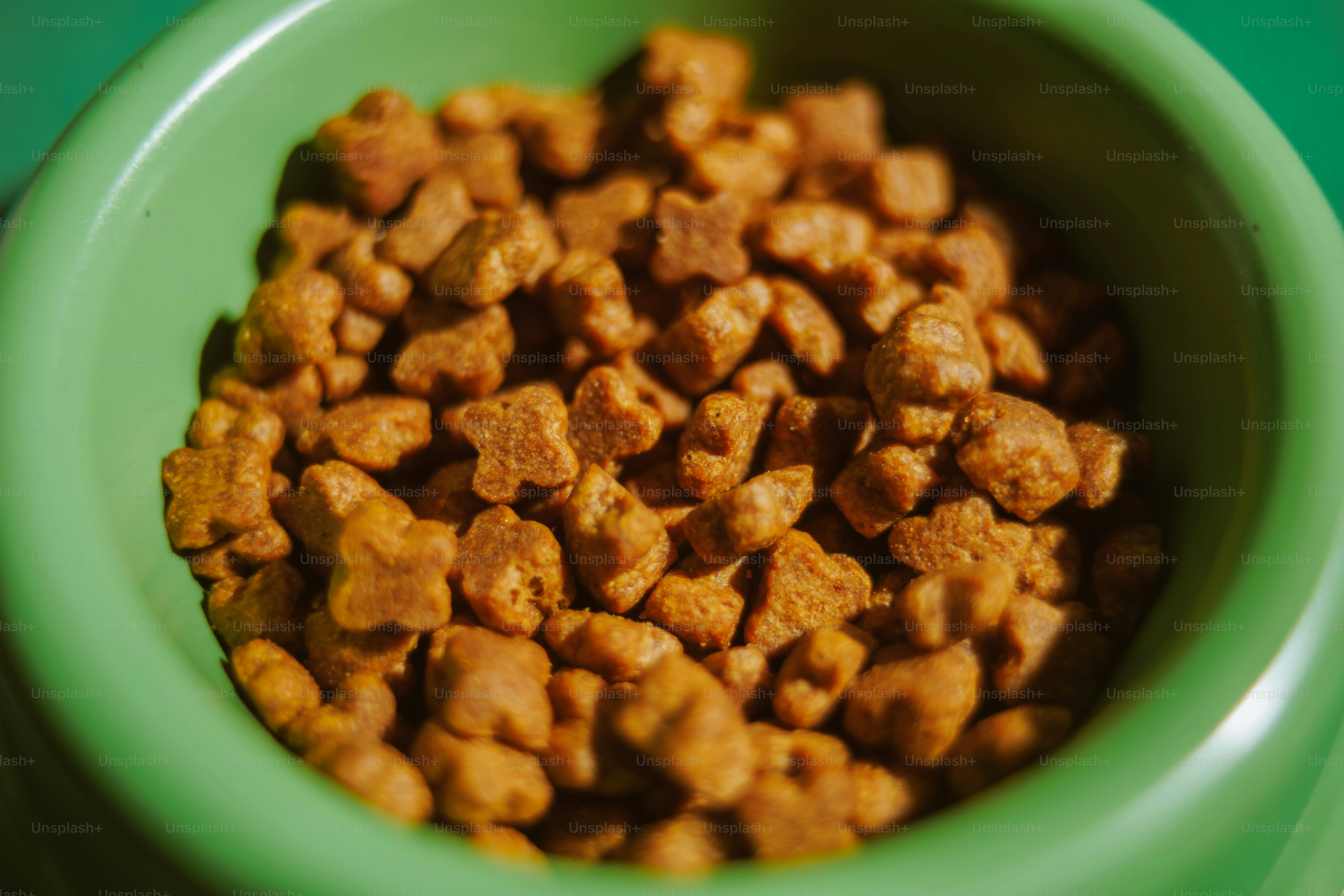 Owner examining hedgehog food label ingredients before purchase