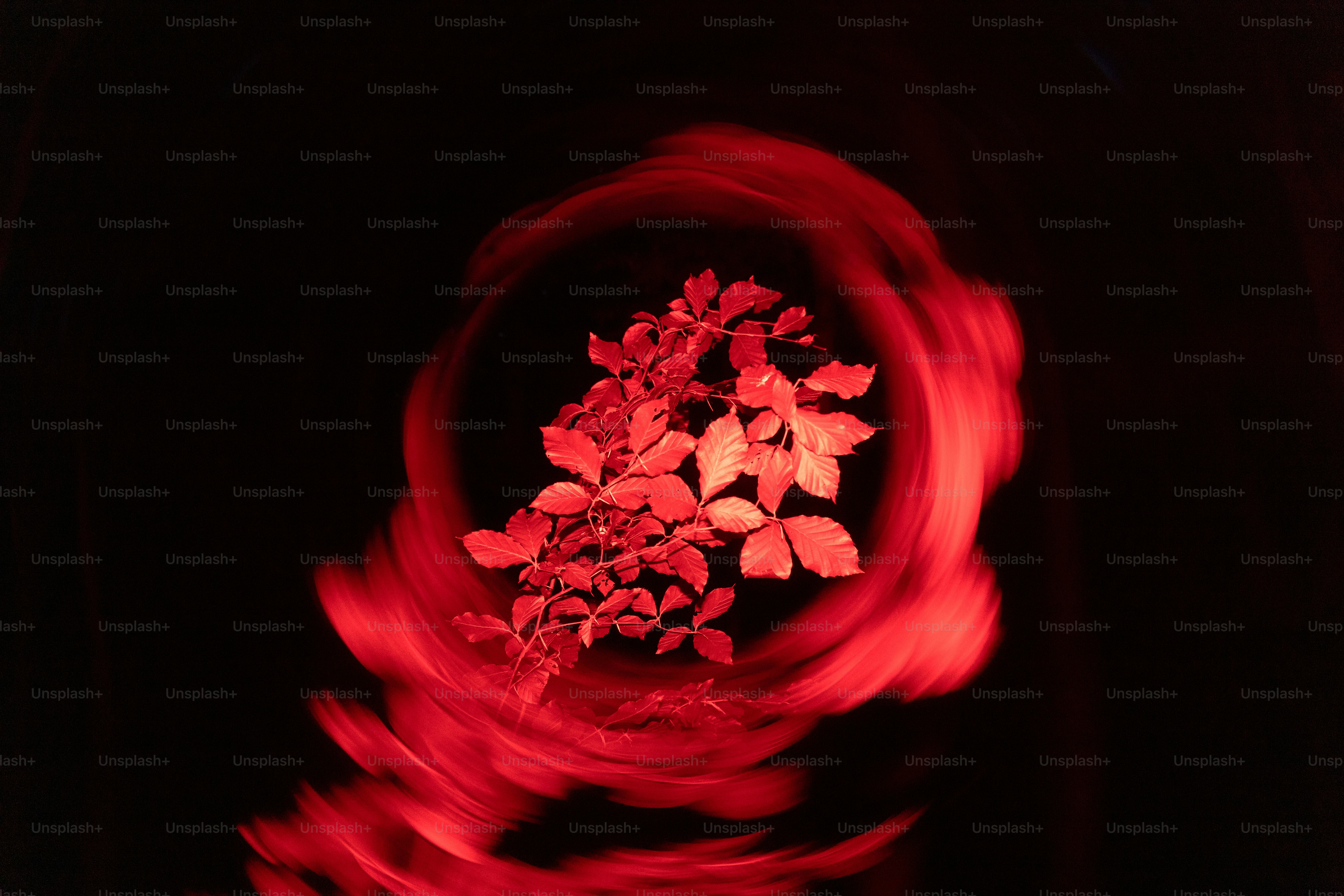 Red leaves centered within a swirling, abstract red light