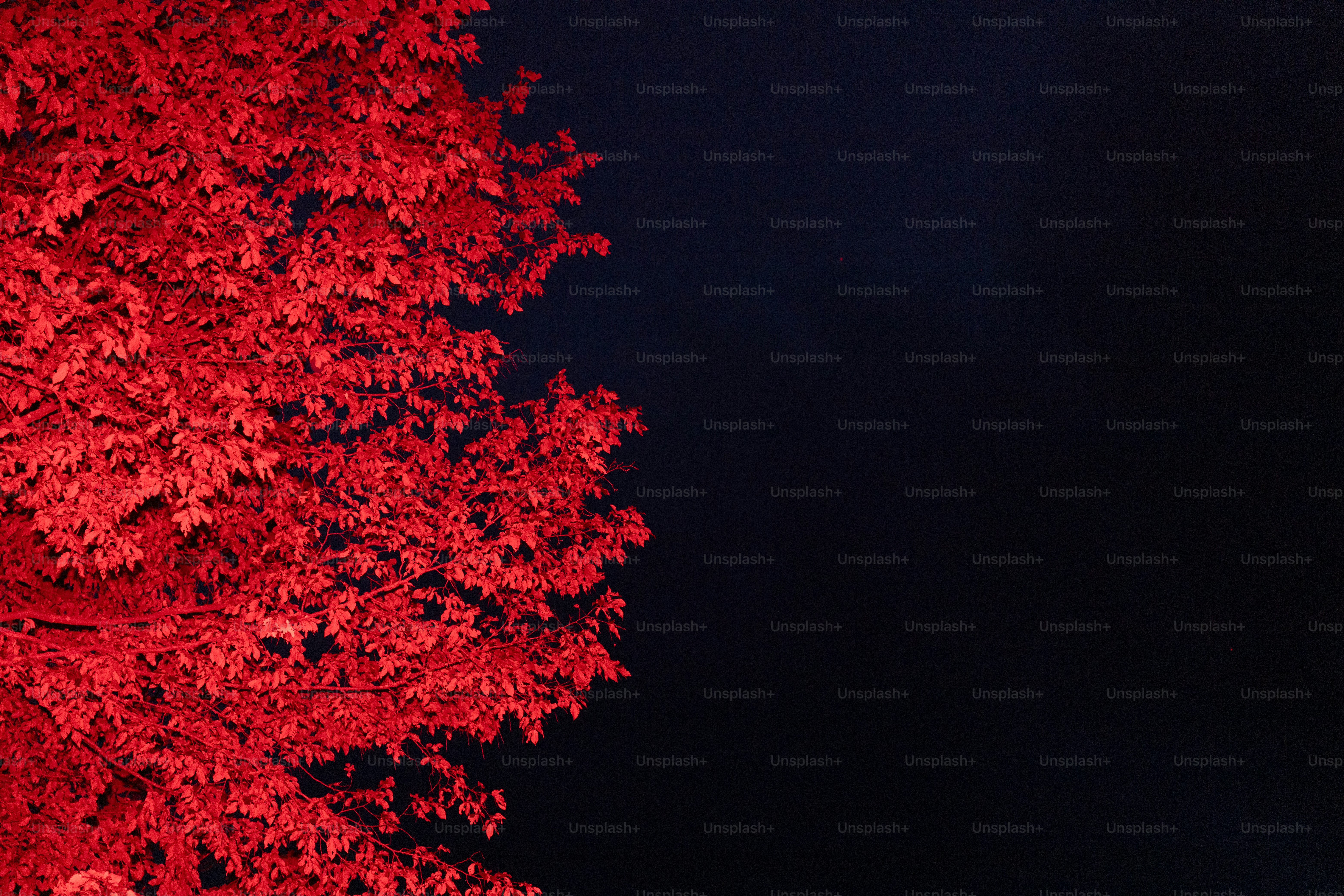 Bright red leaves against a dark night sky