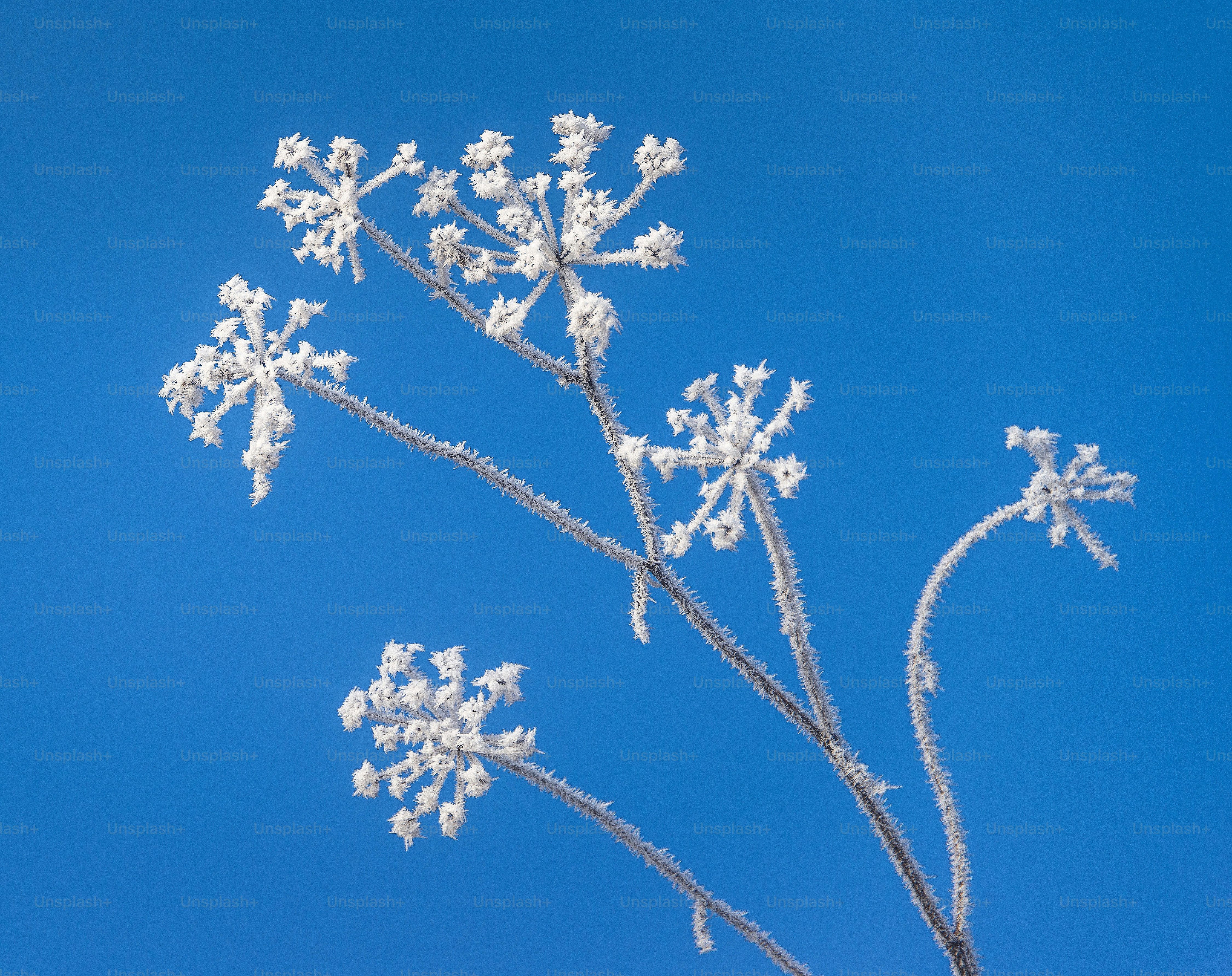 Delicate frost covers a plant against a clear blue sky.