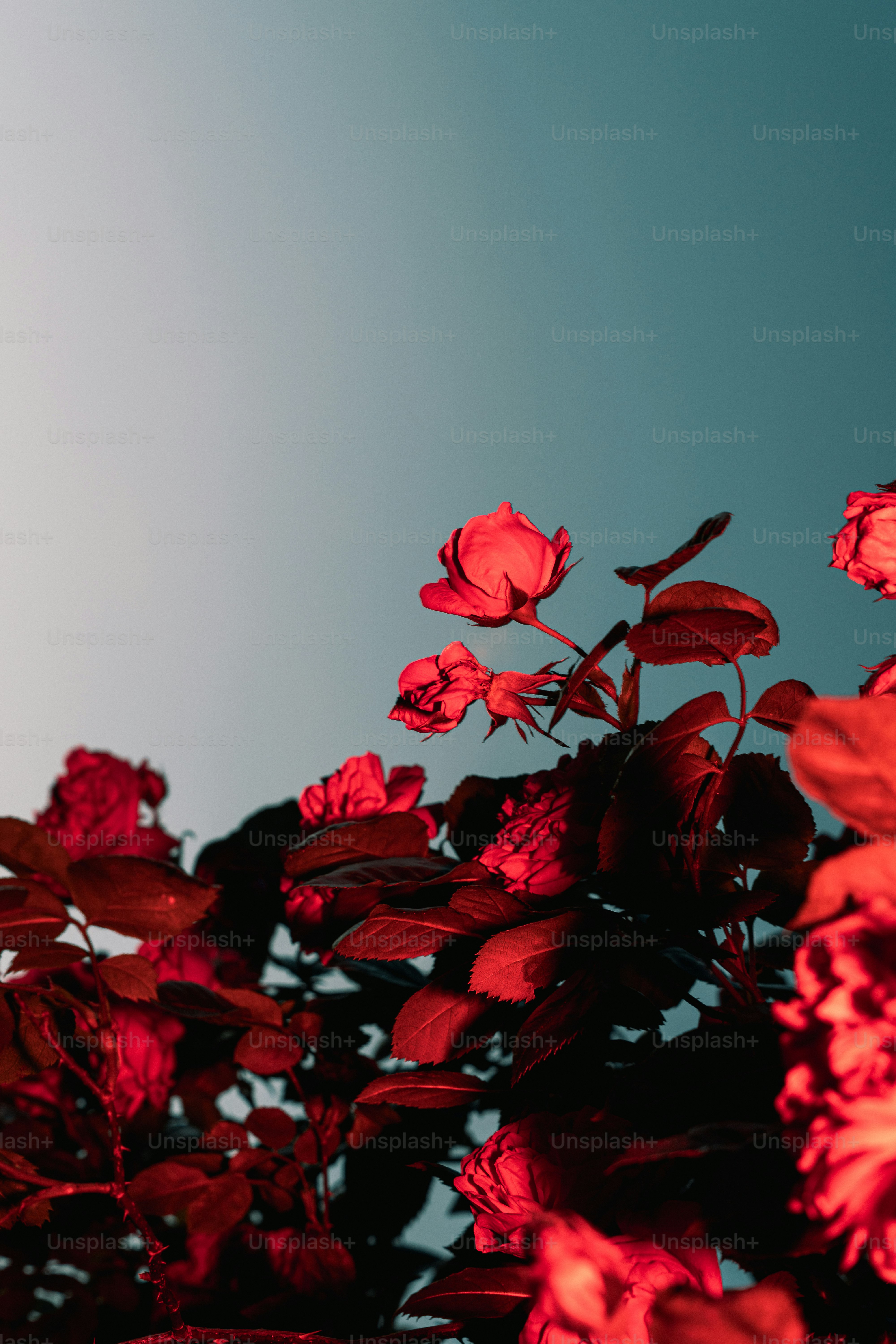 Vibrant red roses and leaves against a clear blue sky.