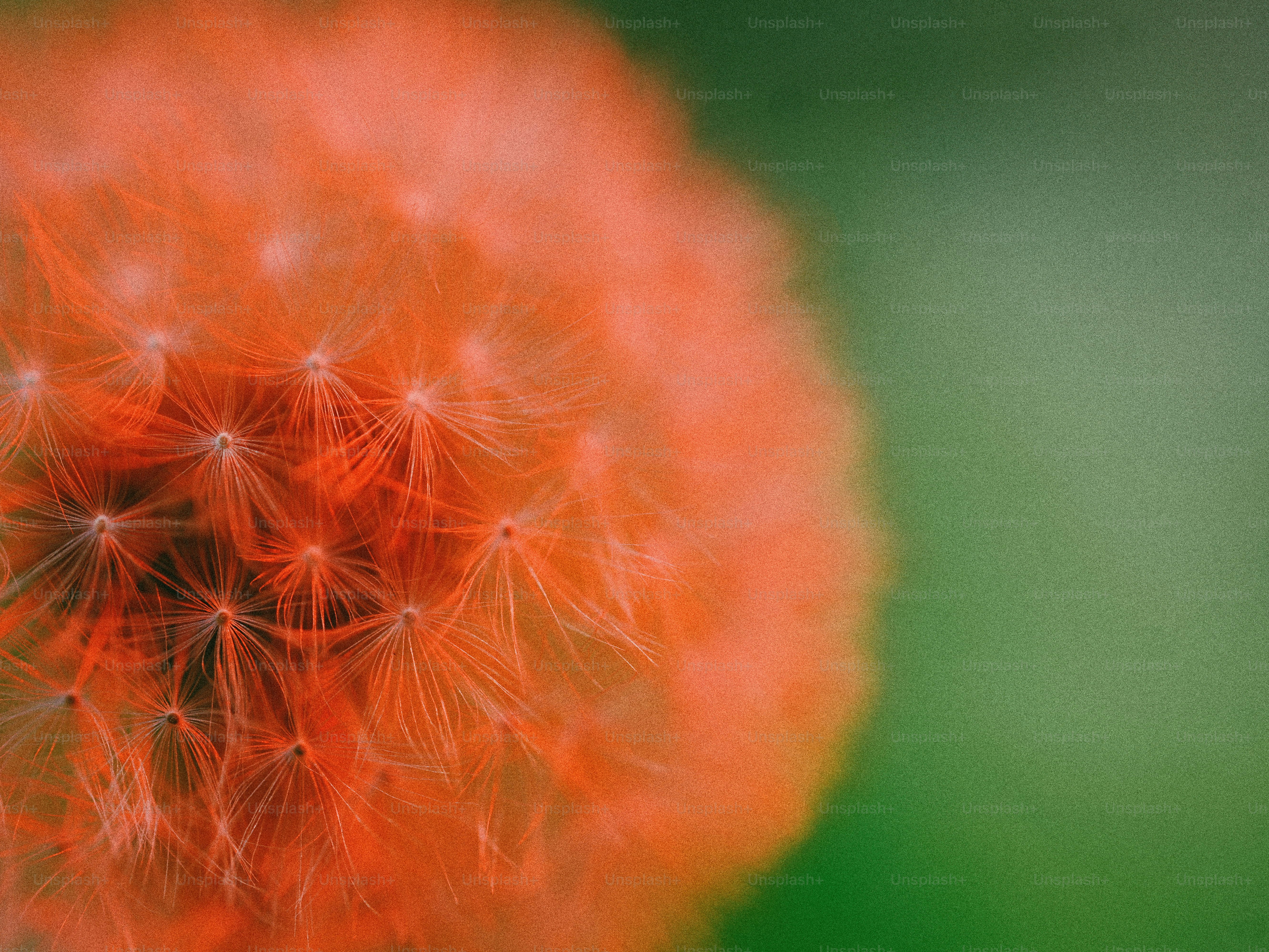 Ethereal dandelion seed head glowing in warm red light