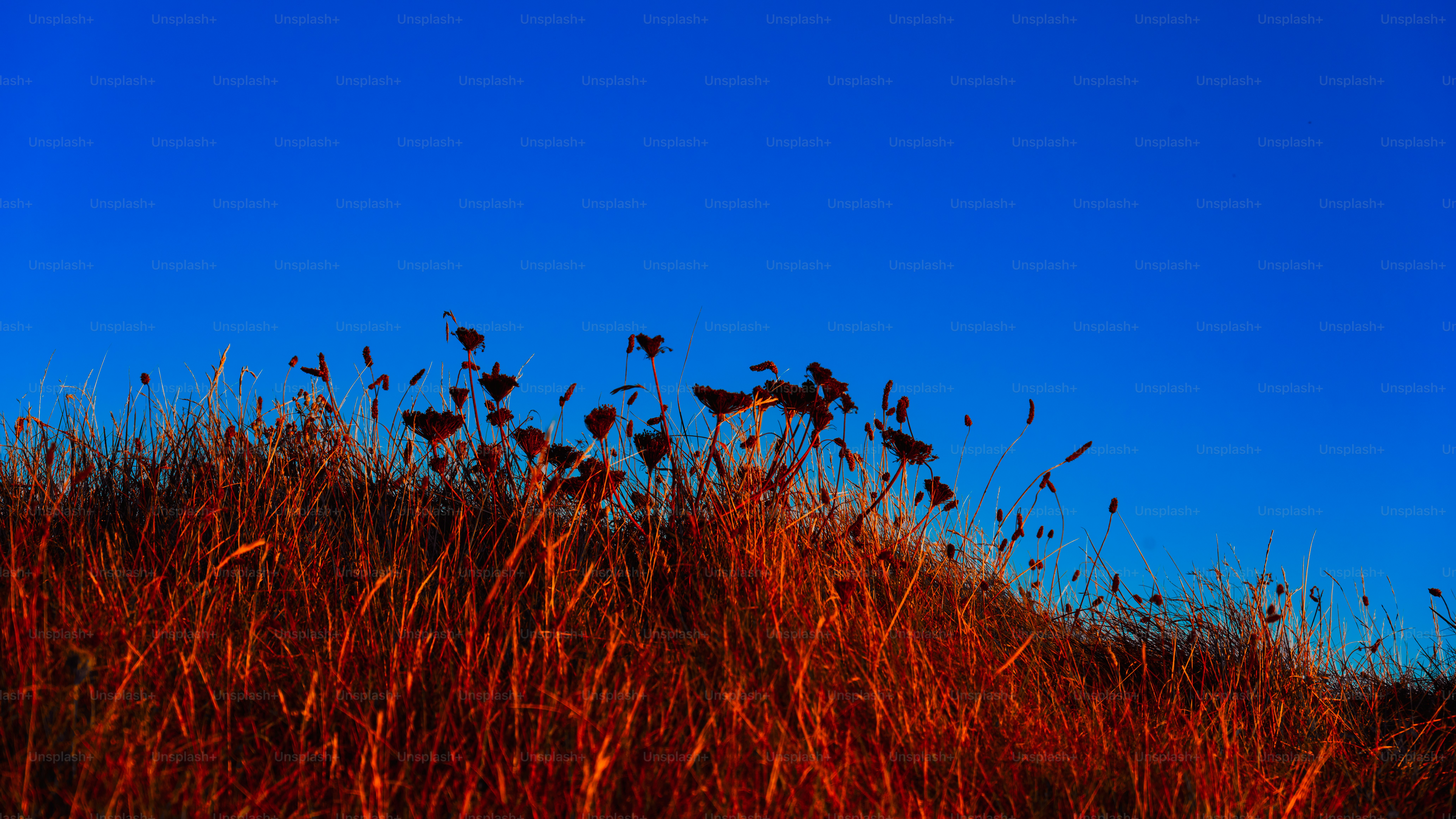 Vibrant blue sky over dry red grass