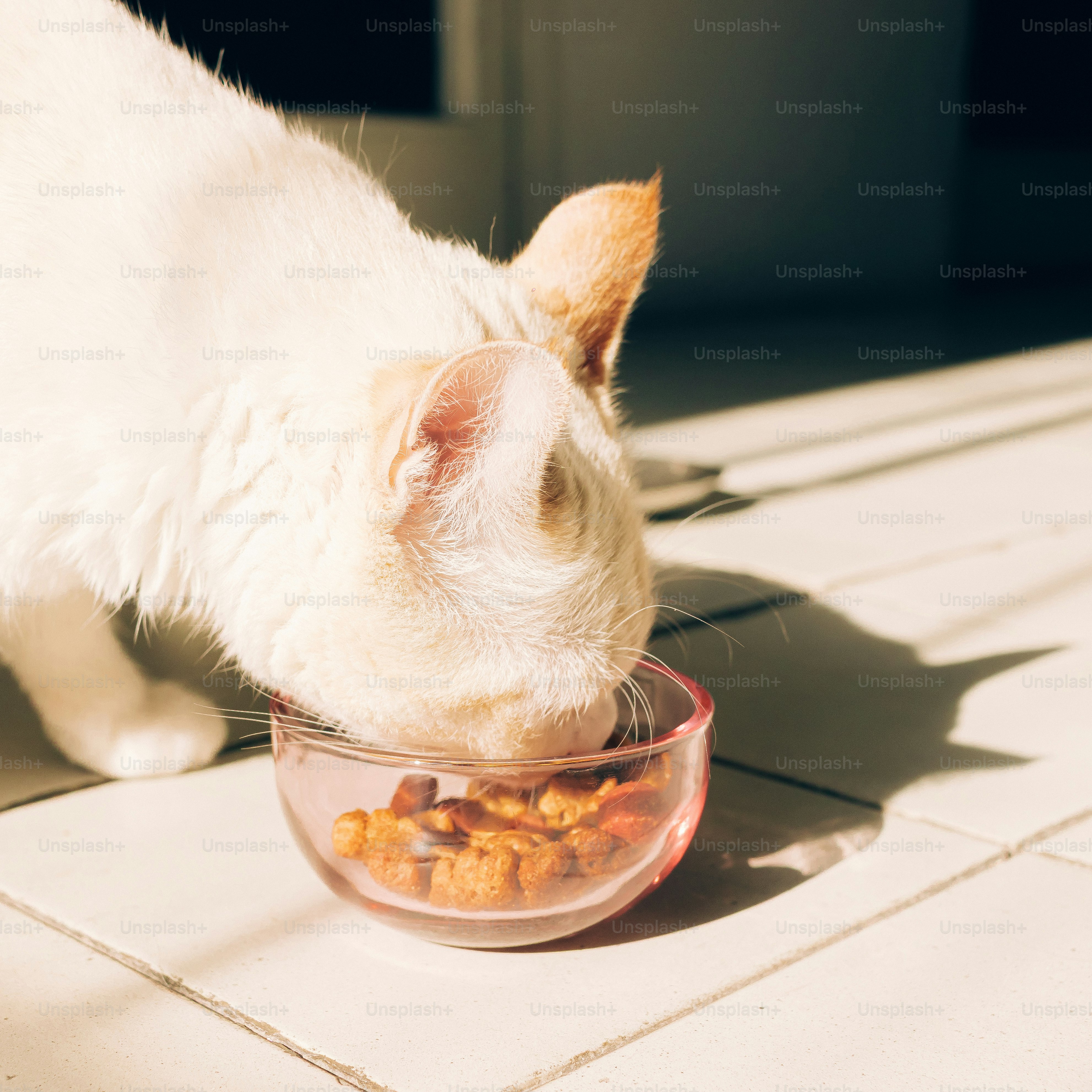 Un gatto bianco mangia il cibo da una ciotola rosa.