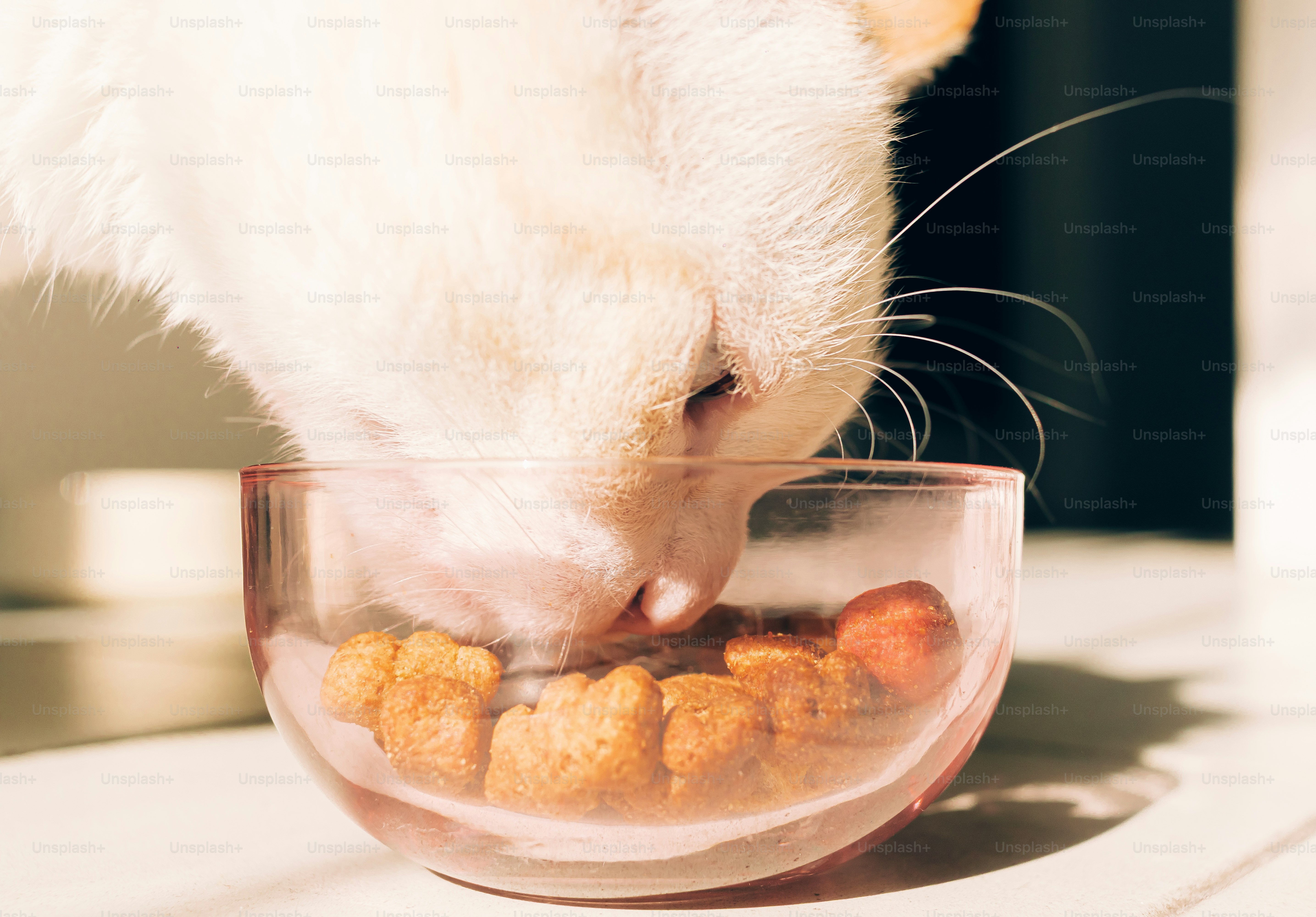 Un gatto bianco che mangia cibo secco da una ciotola rosa.