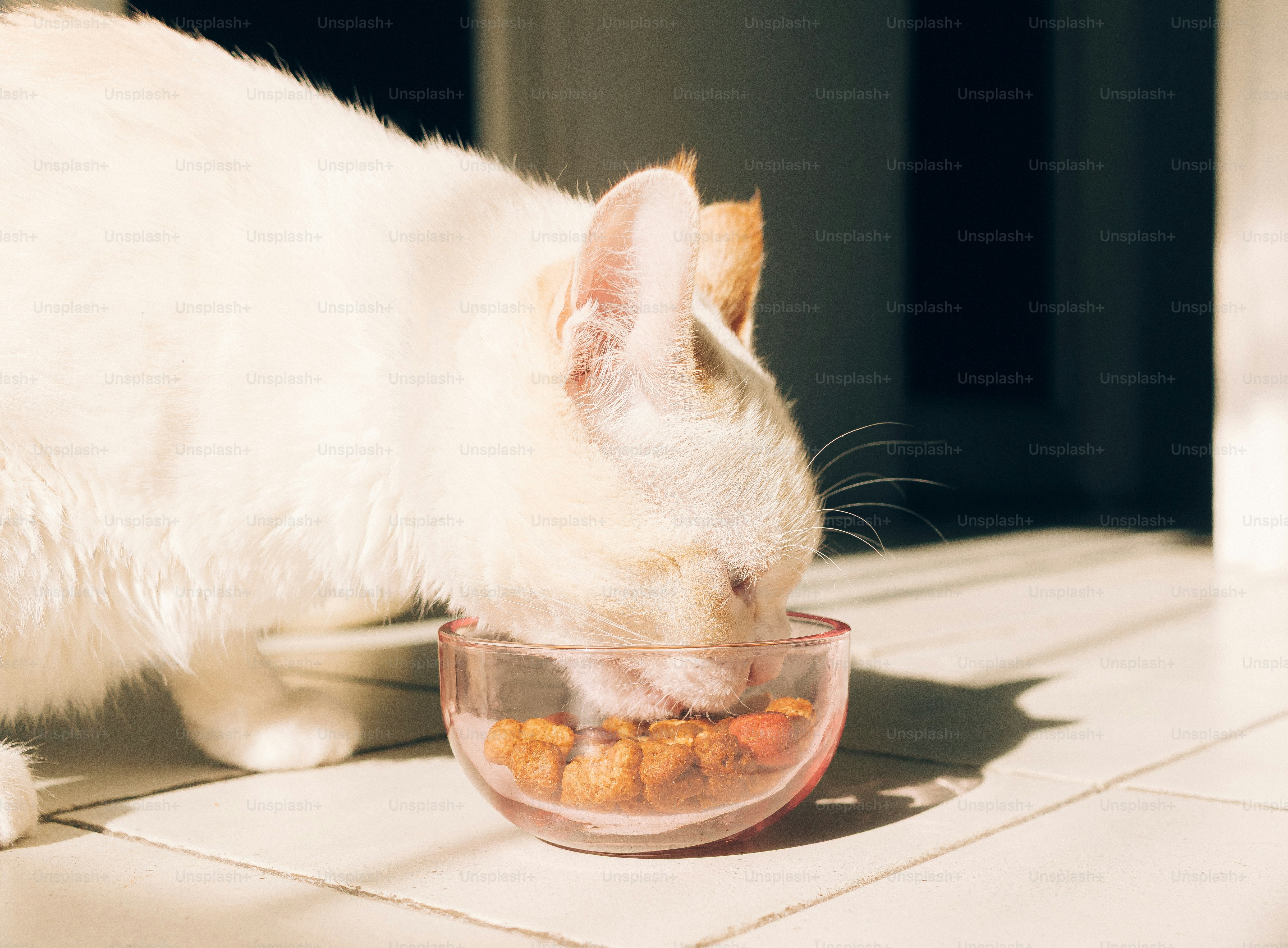 Un gatto bianco che mangia cibo secco da una ciotola.