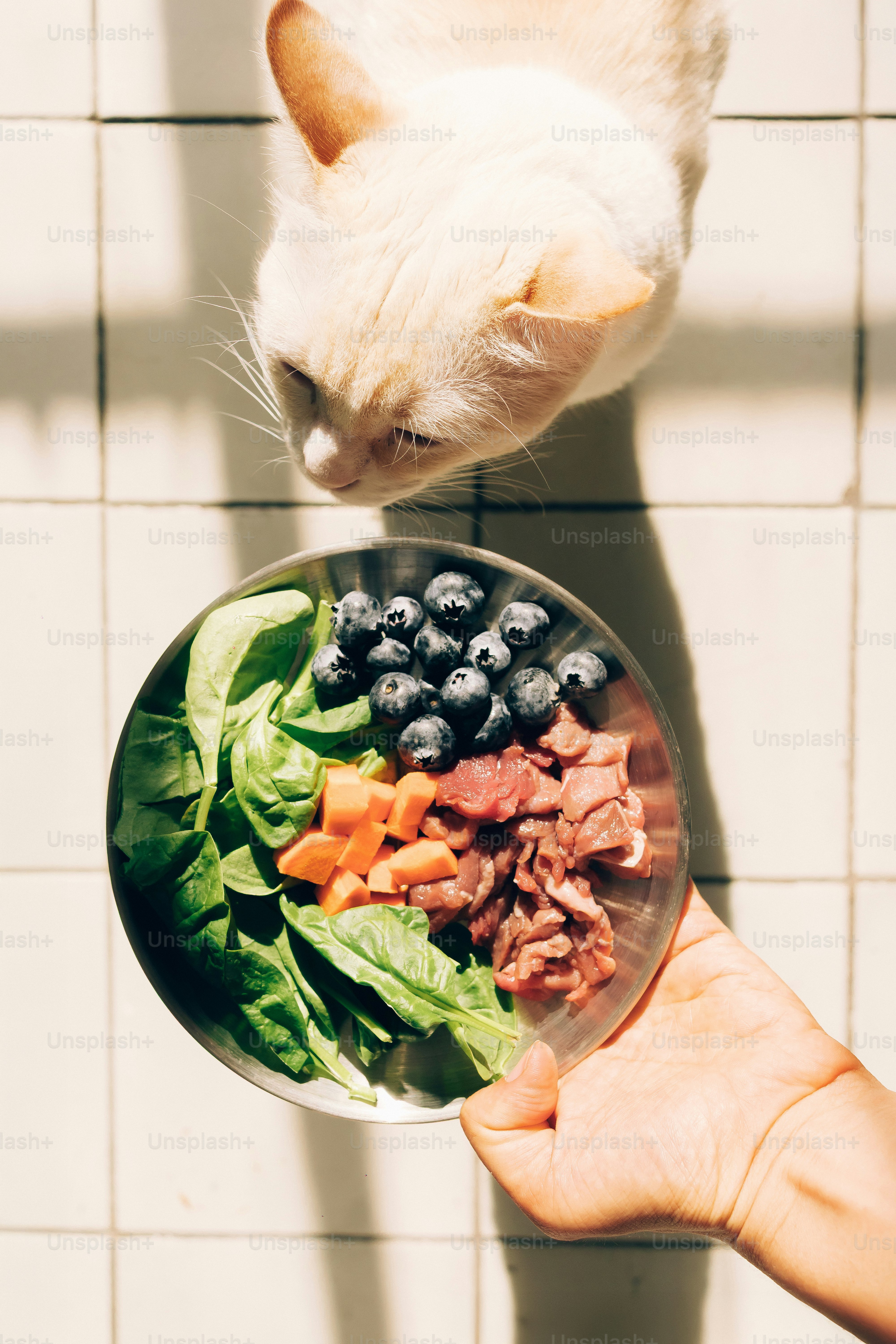 Gatto che guarda un piatto di cibo fresco.