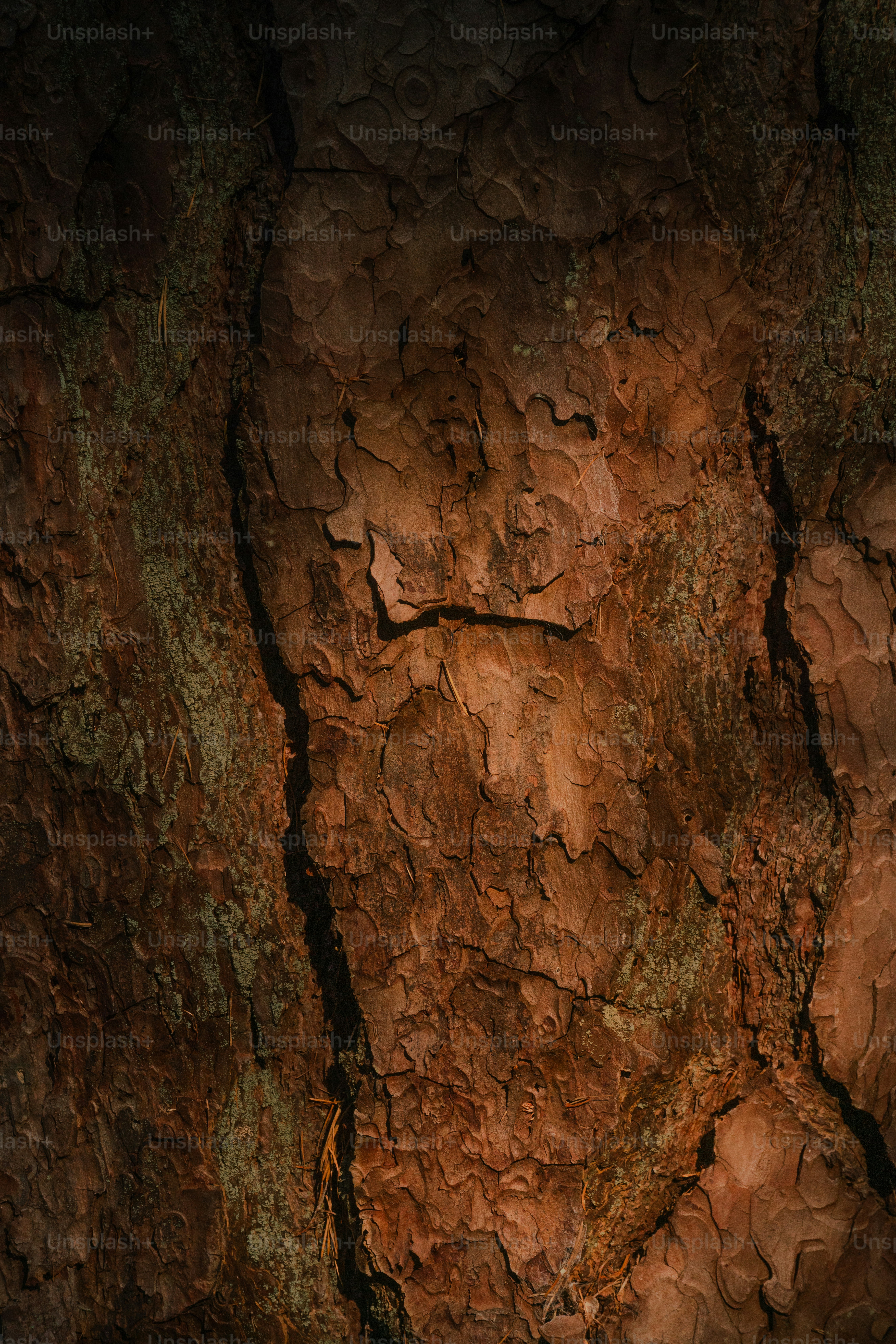 Rough, textured tree bark with patches of green moss.