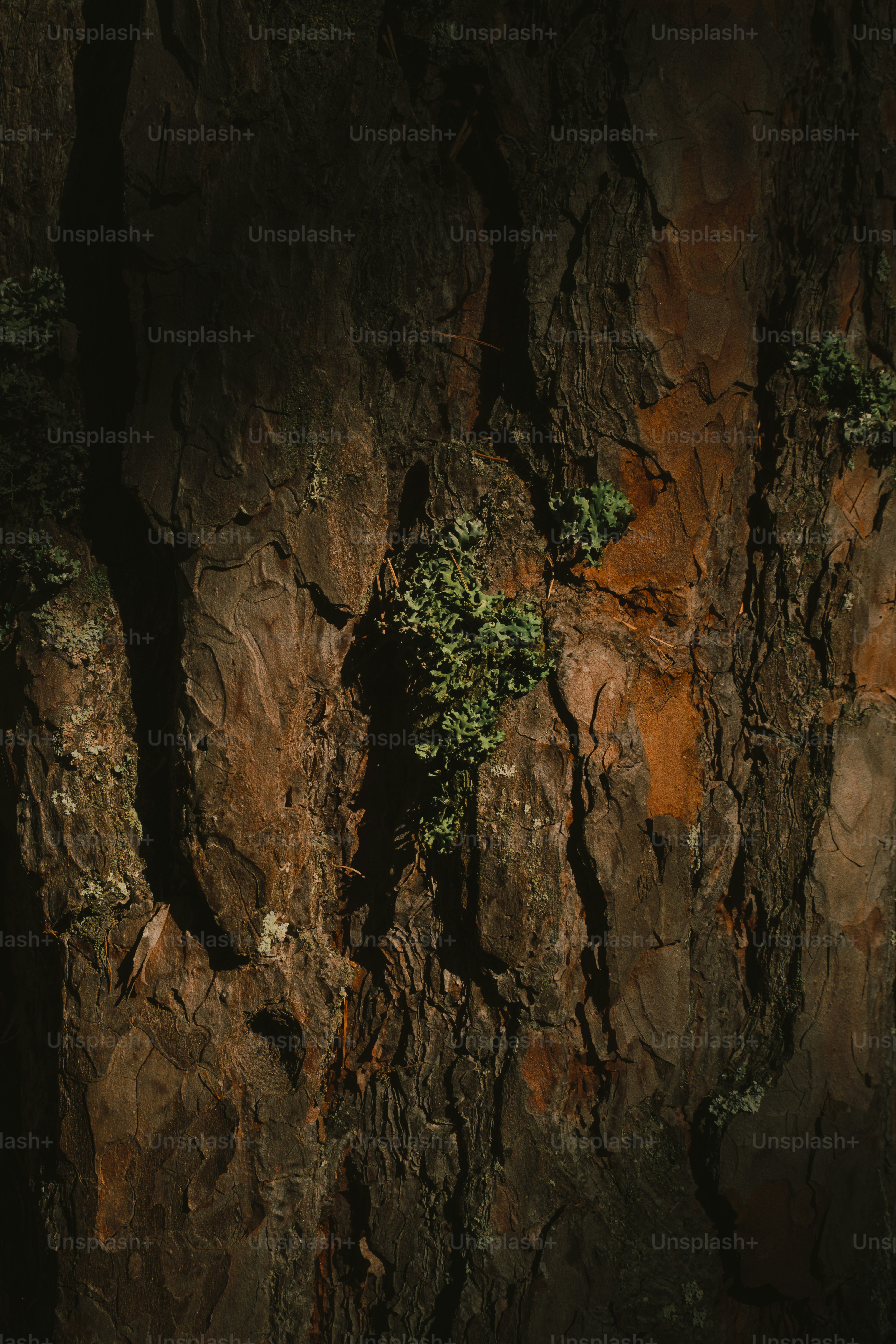 Textured tree bark with green lichen in dappled sunlight.